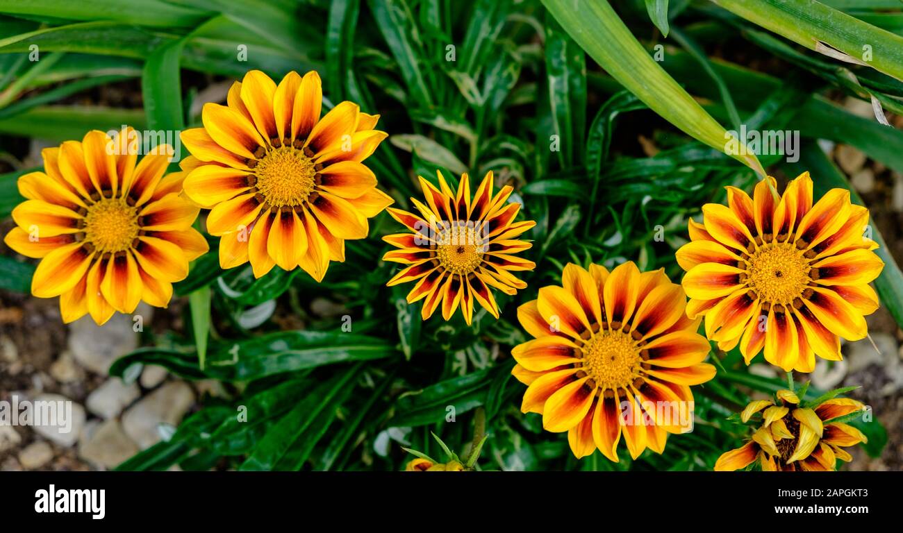 Flacher Blick auf die leuchtend goldenen Blumen von Garzania Rigens, alias Schatzblume, die eine in Südafrika heimische, in Gänseblümchen eingeborene Blume sind. Stockfoto