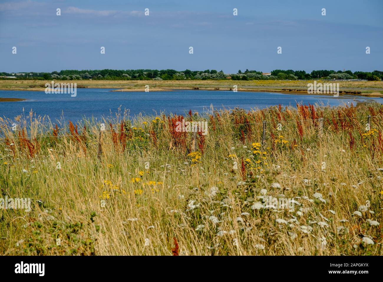 Teich & Wildgräser im Medmerry Nature Reserve, einem Hochwasserschutzsystem der Umweltbehörde in Sidlesham, West Sussex, England. Stockfoto