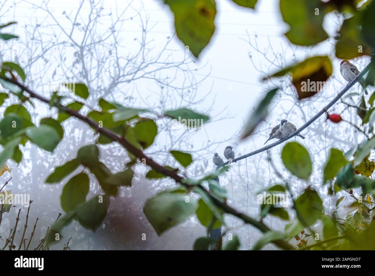 Unter den gelben und grünen Blättern sitzen im Nebel kleine Sparren. Nahaufnahme. Stockfoto