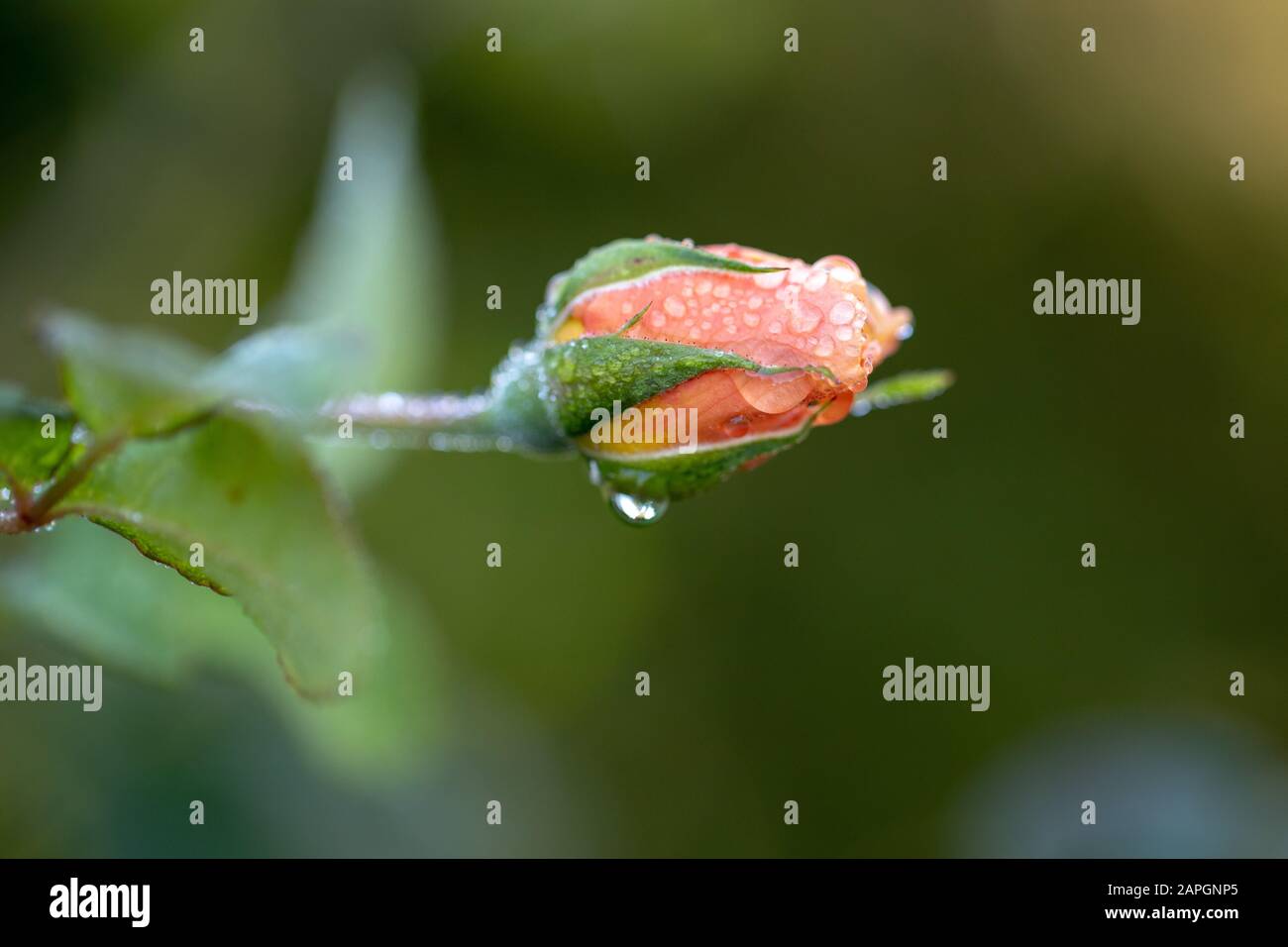 Eine einzelne pfirsichfarbene Rose mit Taupunkeln an einem kalten Herbstmorgen in Kew Gardens, London, Großbritannien - eine Nahaufnahme Stockfoto