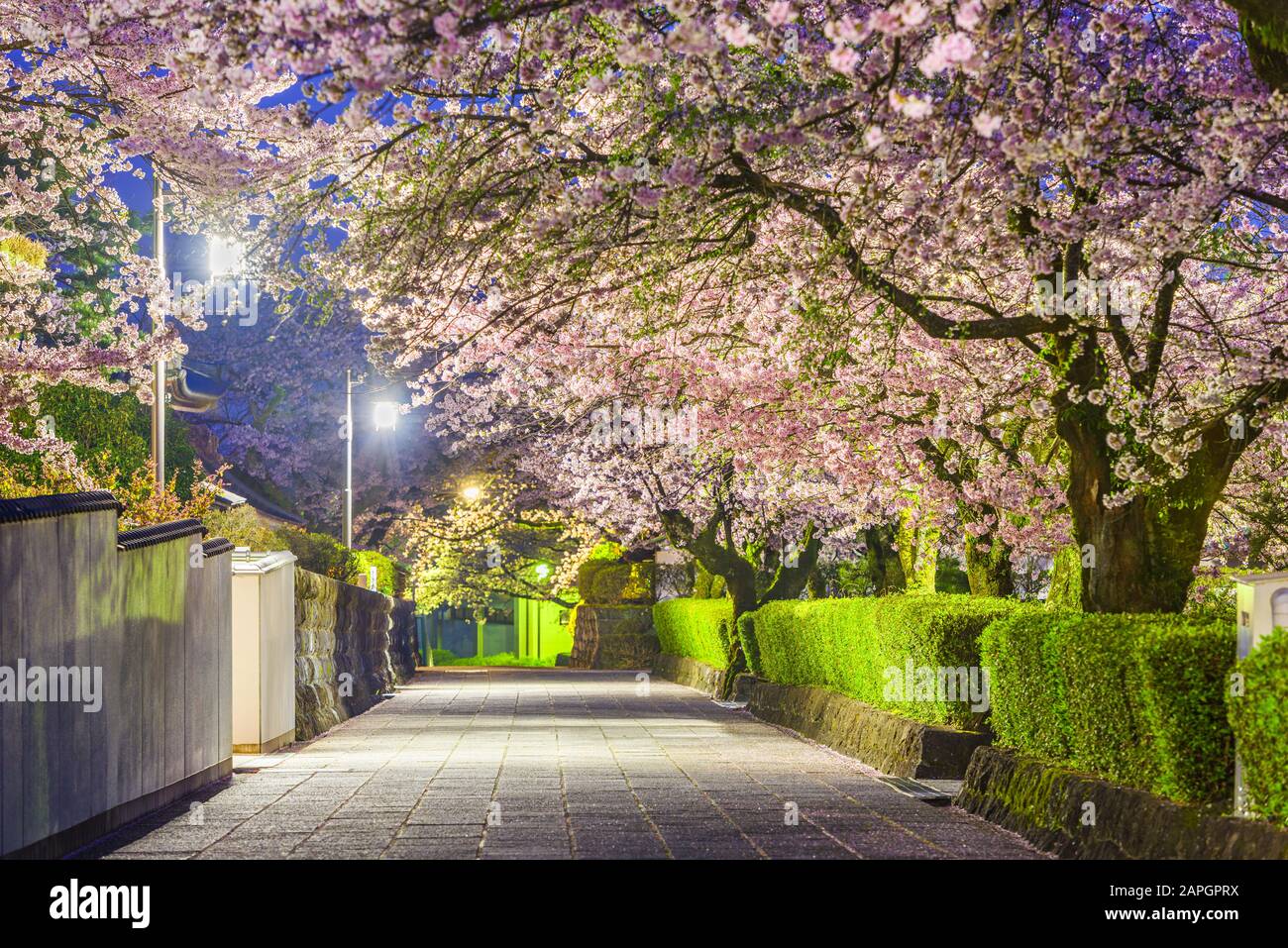 Shizuoka, japanische Altstadt, Straßen rund um den Taiseki-JI Tempel in der Frühlingssaison. Stockfoto