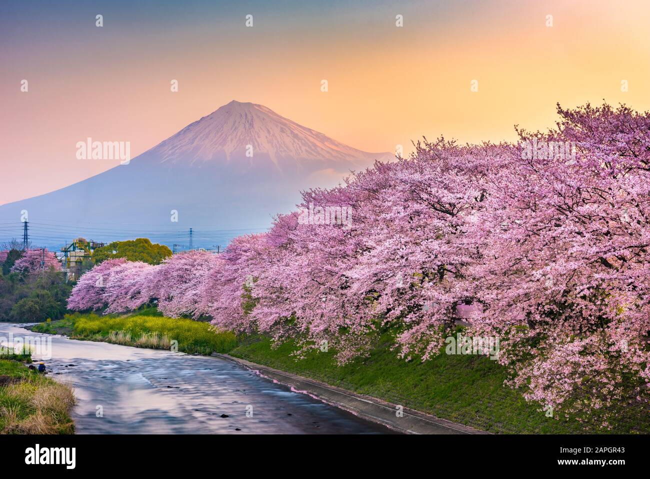 Mt. Fuji, Japan Frühling Landschaft und Fluss mit Kirschblüten. Stockfoto