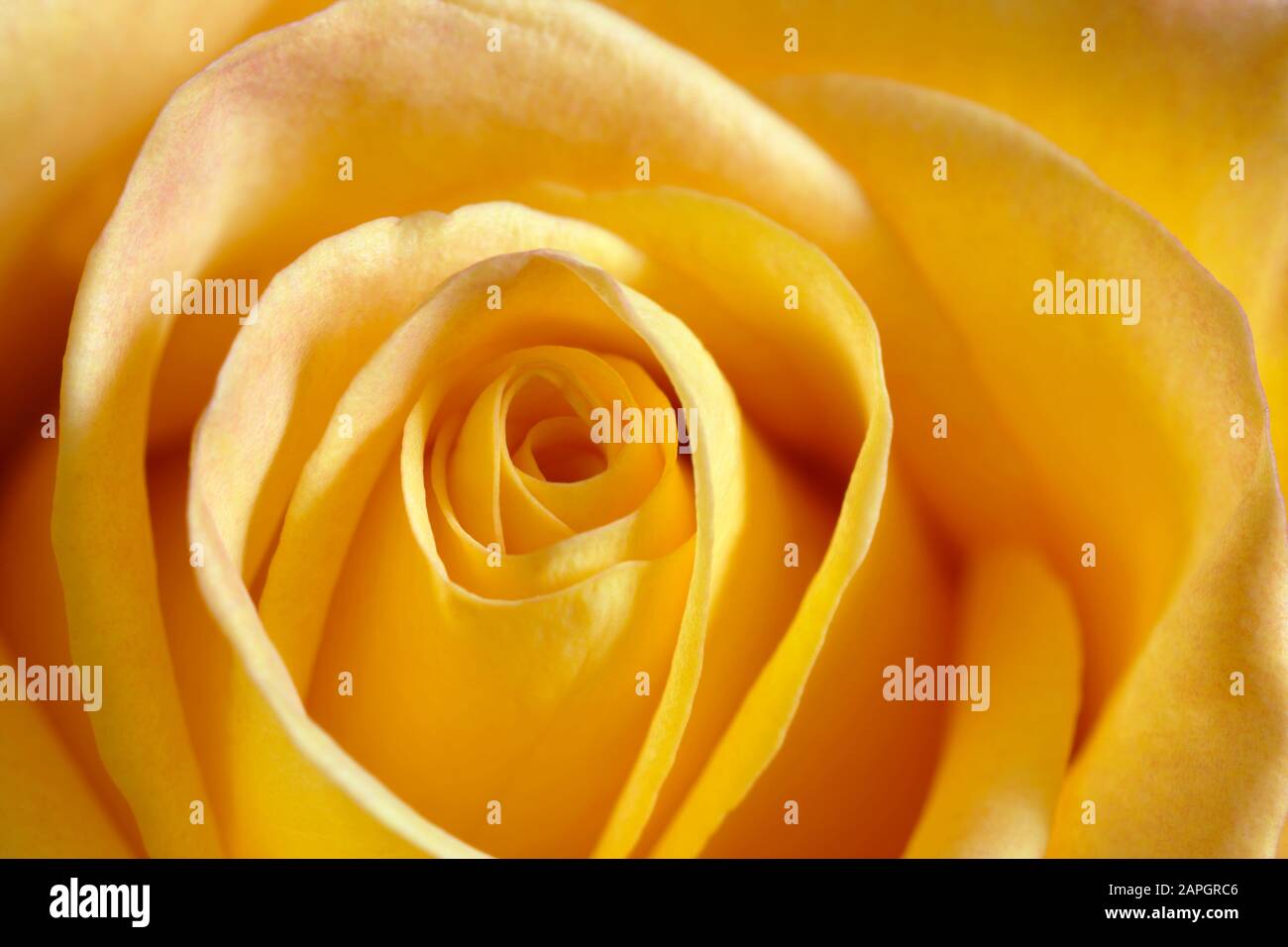 Flache Tiefenaufnahme der Mitte einer gelben Rose. Konzentrieren Sie sich auf die Spitzen der Kronblätter. Stockfoto