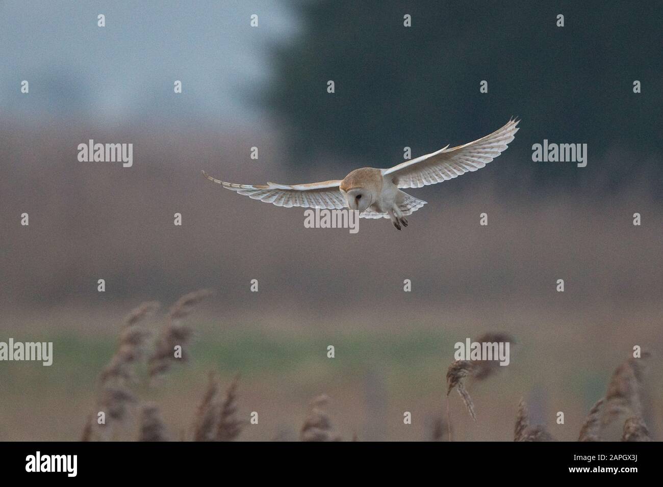 Westliche Barn Eule (Tyto alba) Stockfoto