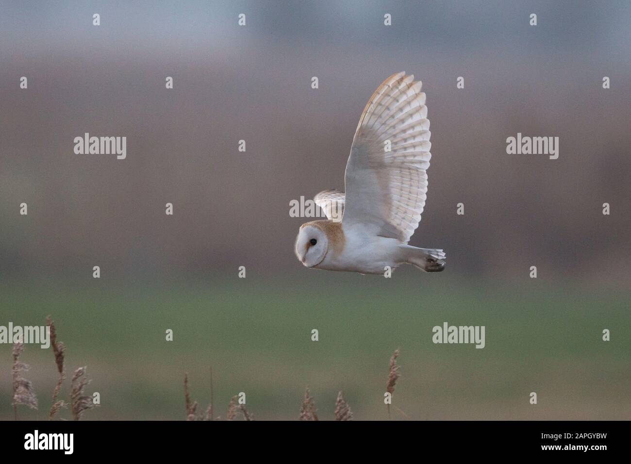 Westliche Barn Eule (Tyto alba) Stockfoto