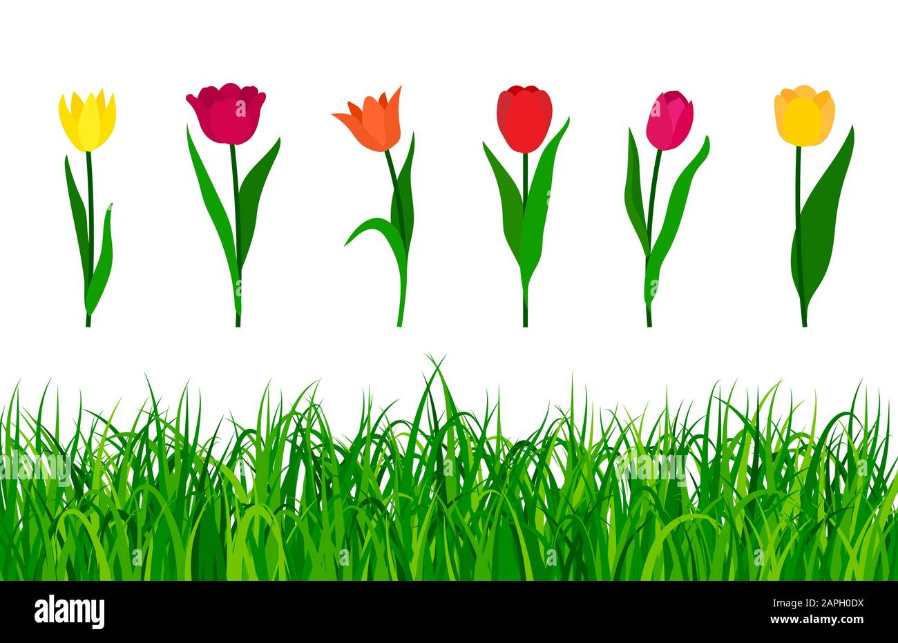 Bunte Tulpen mit grünem Gras isoliert auf weißem Hintergrund. Vektorgrafiken Stock Vektor
