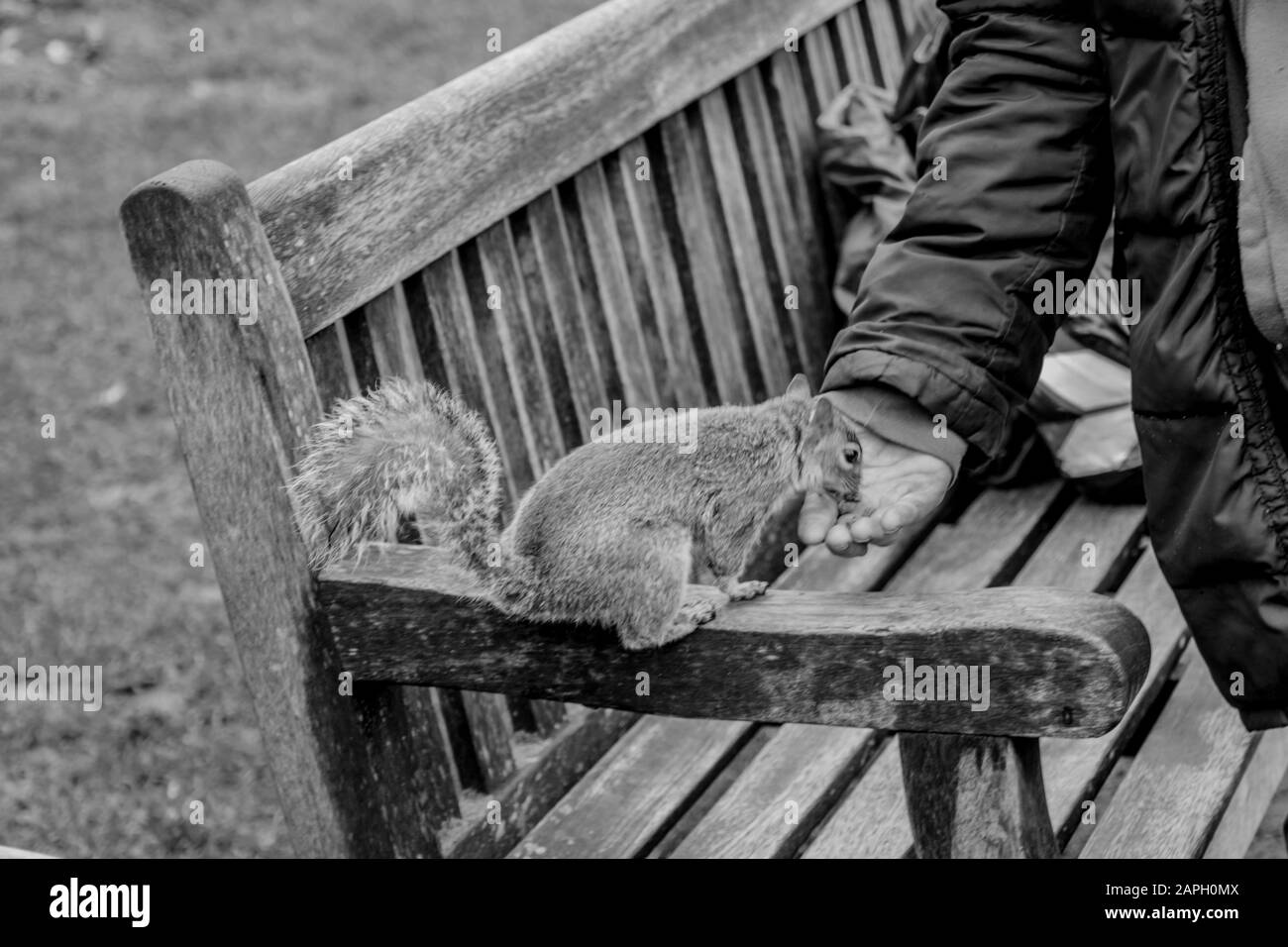 Verbergen Sie Park London Stockfoto