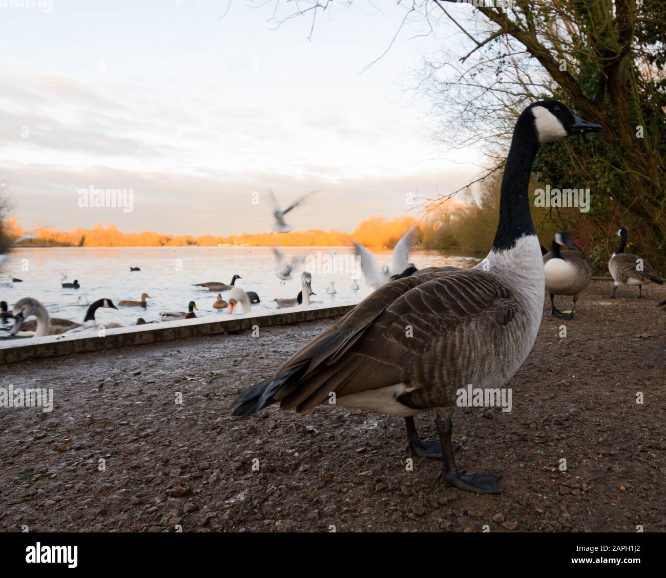 Eine Kanadaren-Gans, die am Seeufer spazieren geht und auf Dinnon-Weiden nach Nahrung sucht Stockfoto