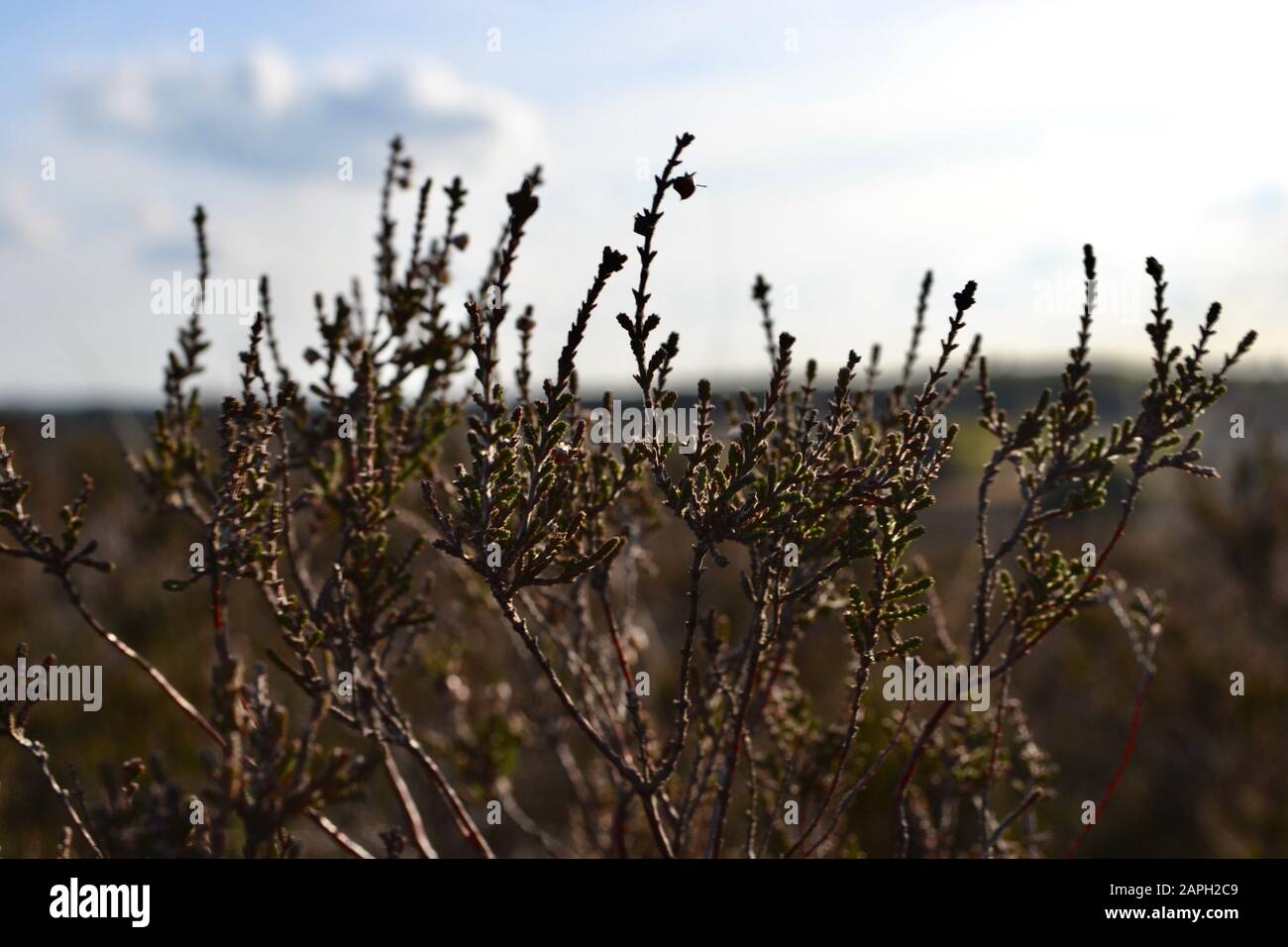 Hintergrundbeleuchtet, fast Silhouette eines Haufens von knallhartem Wildgänse oder Lling (Calluna vulgaris), der an einem sonnigen Abend auf dem Land wächst Stockfoto