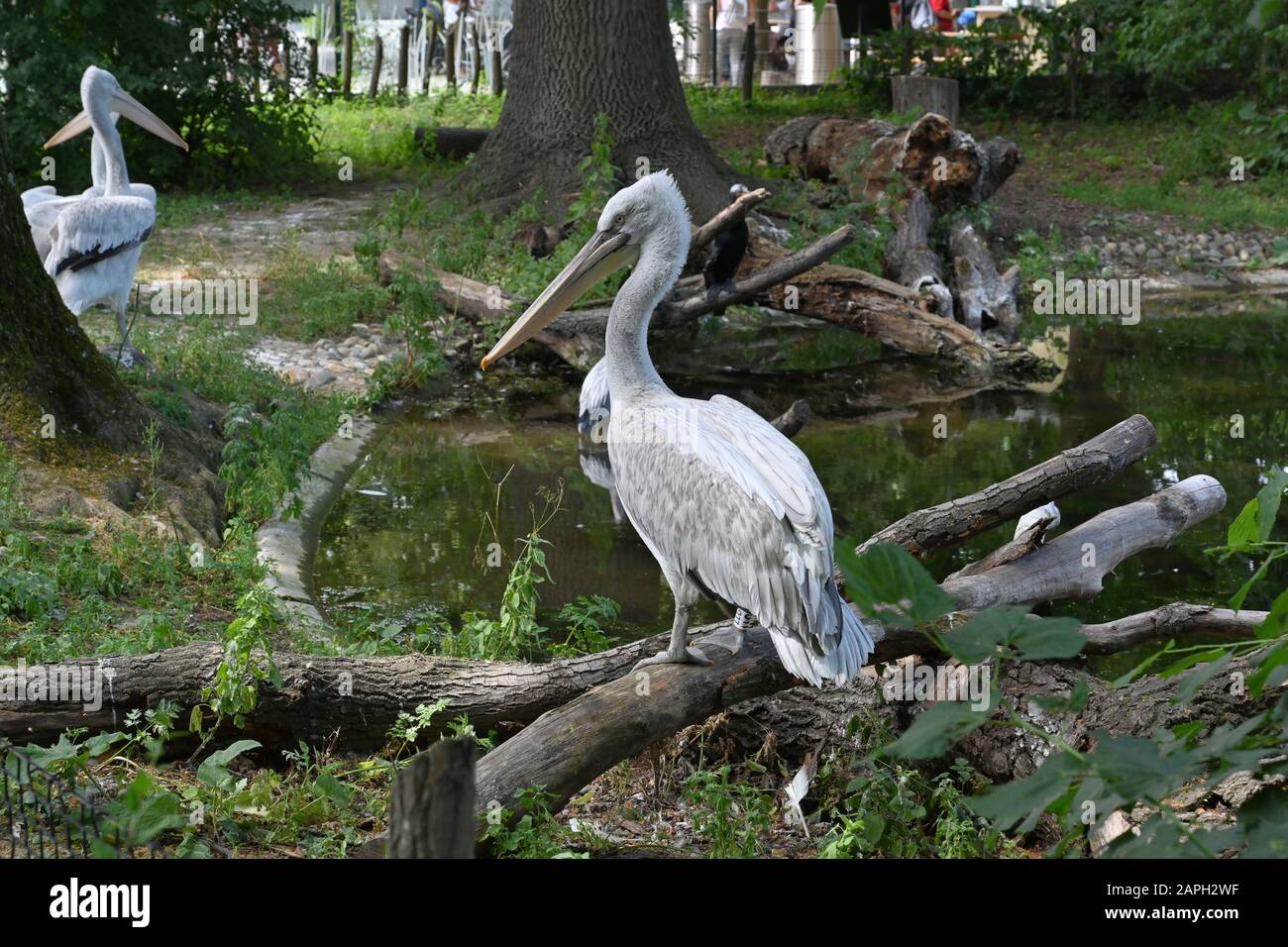 Tiergarten Schönbrunn Wien Stockfoto