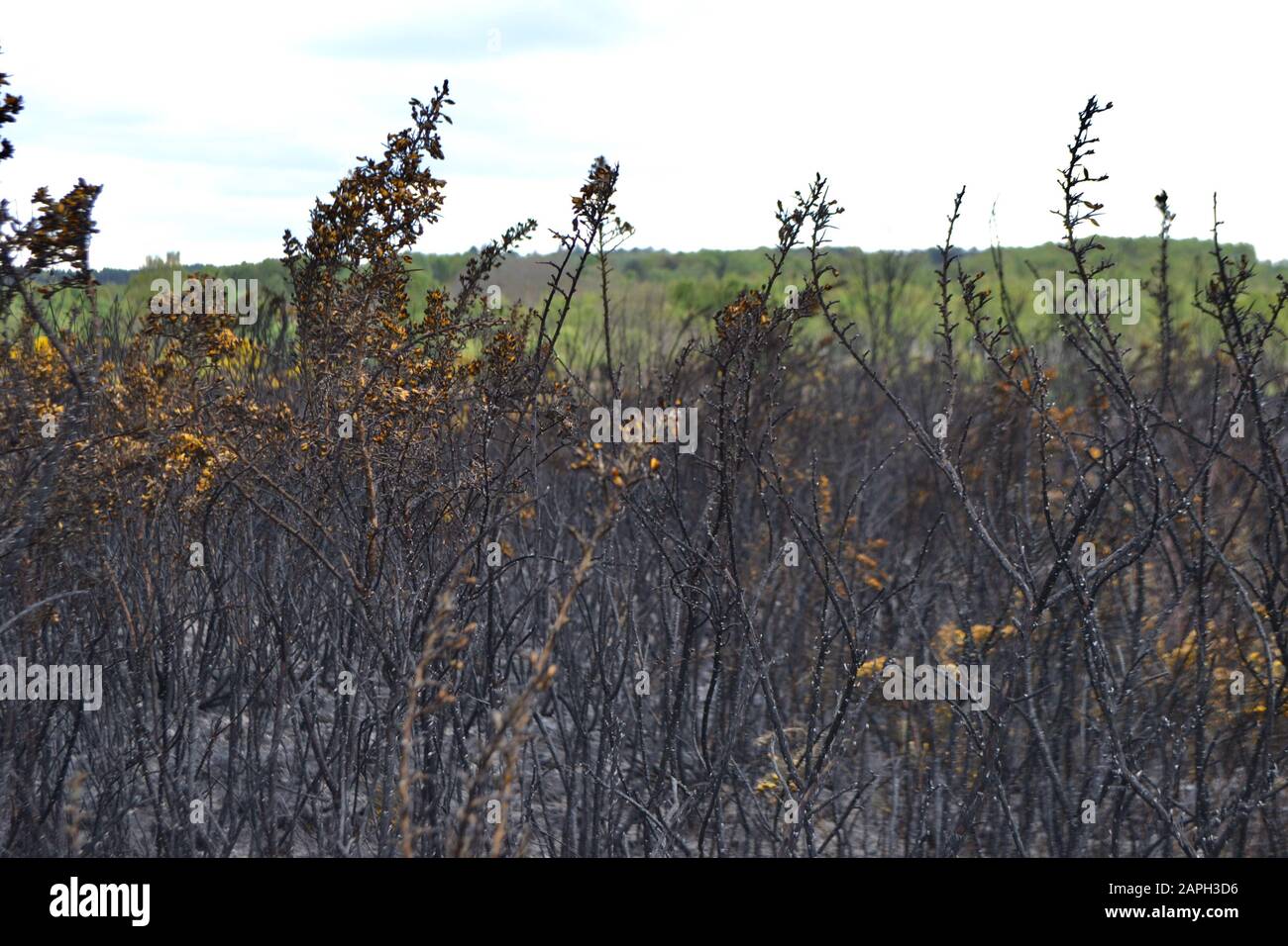 Verbrannte Gorsebüsche (Ulex europaeus) auf dem Land nach einem Brand. Schwarze, verbrannte Äste und Stämme; Asche auf dem Boden; einige gelbe Blumen blühen noch Stockfoto