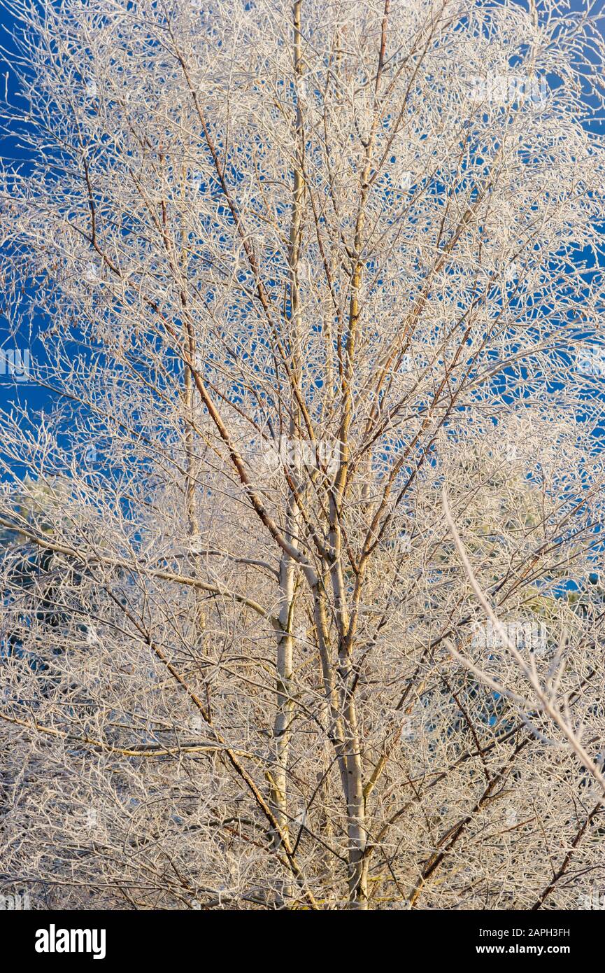 Frost bedeckte nackten Baum in Stowe Vermont USA Stockfoto