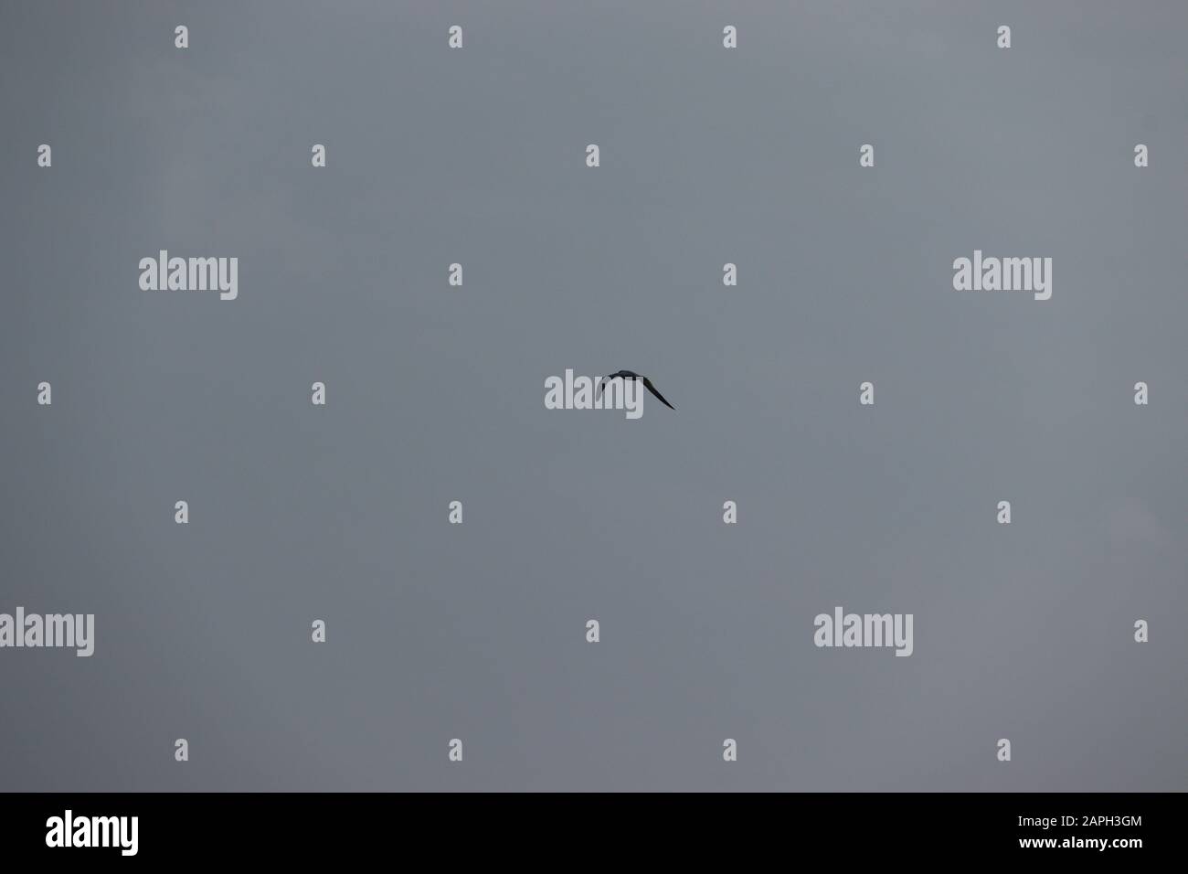 Fliegen eines Vogels in blauem Himmel Stockfoto Fliegen eines Vogels in blauem Himmel Stockfoto