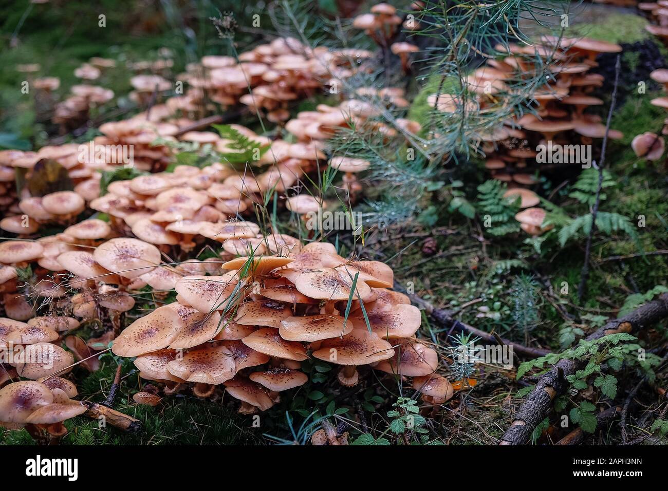 Pilzbilder im wald -Fotos und -Bildmaterial in hoher Auflösung – Alamy