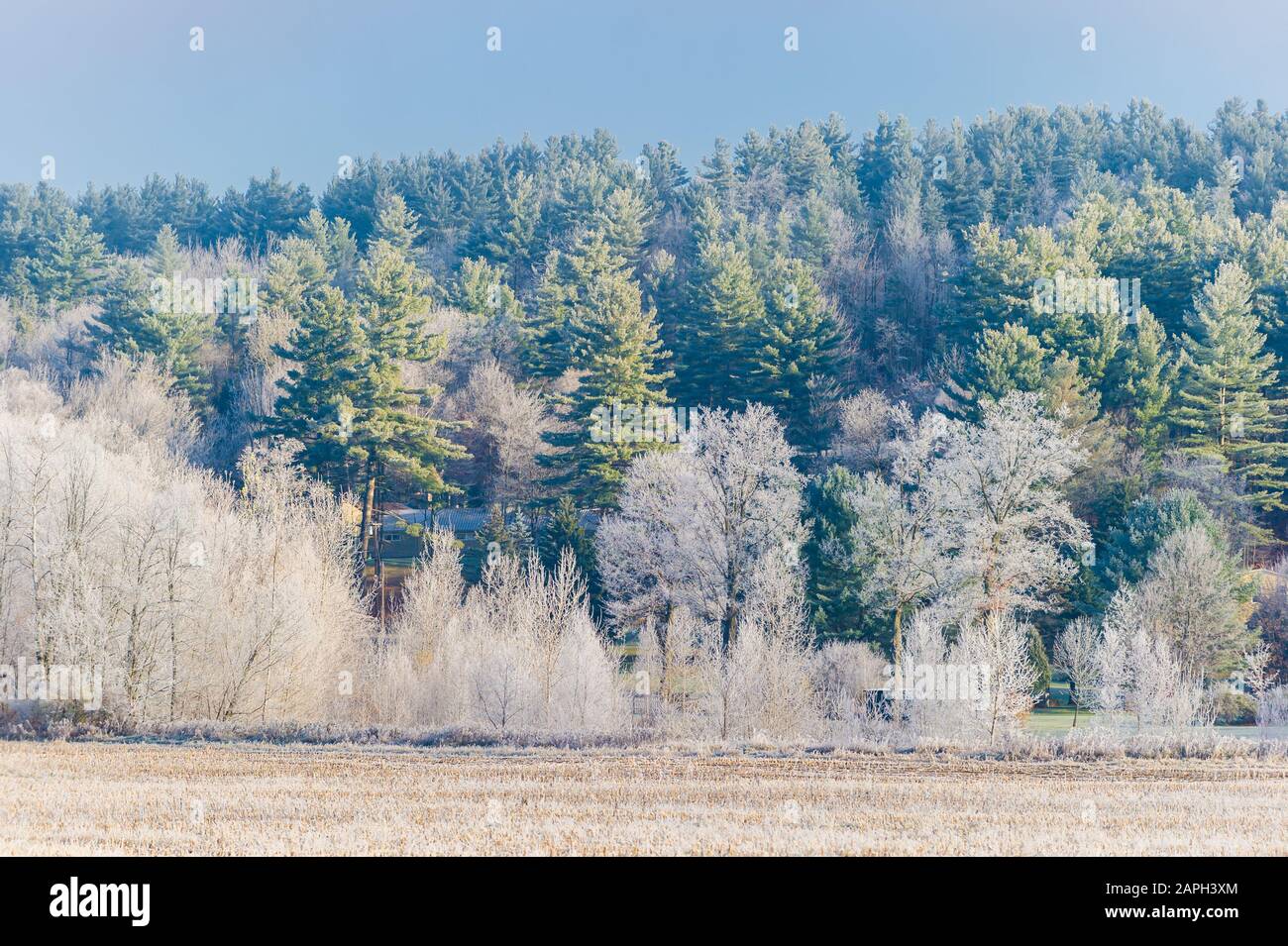 Der Herbst färbte sich mit Frost bedeckte Bäume in der Neuengland-Stadt Stowe Vermont USA Stockfoto