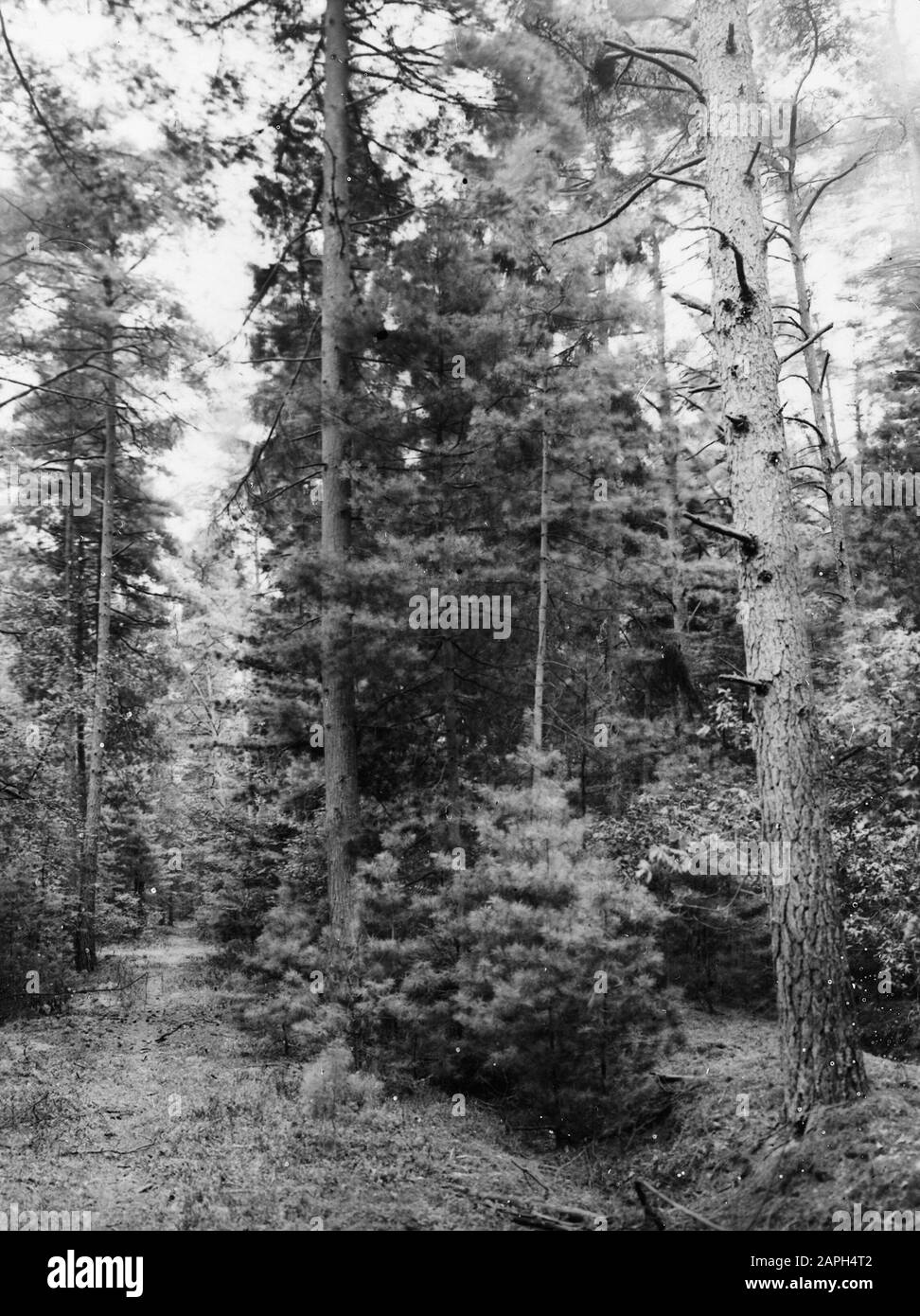 Forstwirtschaft, Waldbehandlung, Ausdünnung, Verjüngung, Weymouthbos Datum: Undatierte Schlüsselwörter: Waldbehandlung, Forstwirtschaft, Mahnwesen, Verjüngung Personenname: Weymouthbos Stockfoto