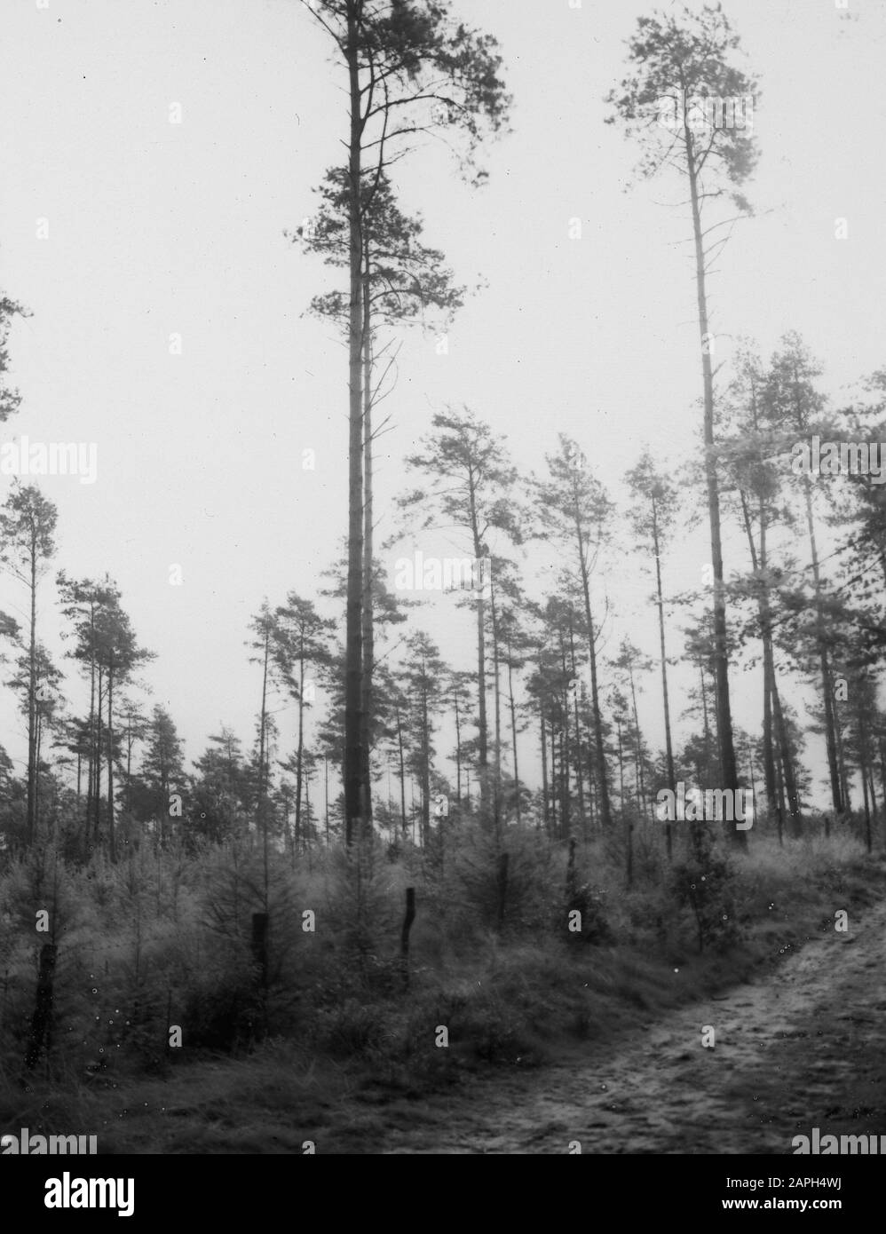 Forstwirtschaft, Waldbehandlung, Ausdünnung, Verjüngung, Kiefernwald Datum: Undatierte Stichwörter: Waldbehandlung, Forstwirtschaft, Ausdünnung, Verjüngung Personenname: Kiefernwald Stockfoto