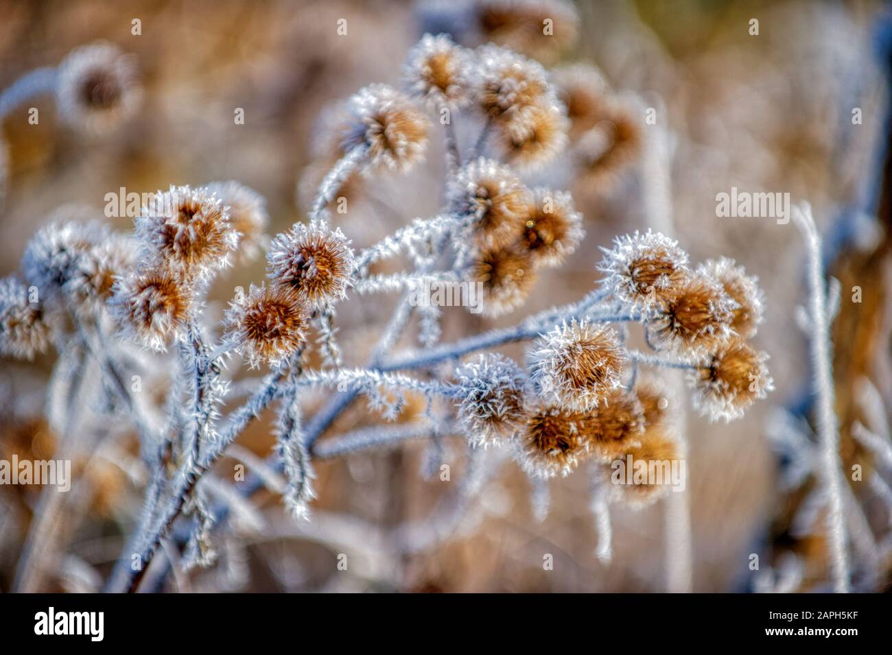 Herbstfarbener Frost bedeckte wilde Samen in der Neuengland-Stadt Stowe Vermont USA Stockfoto