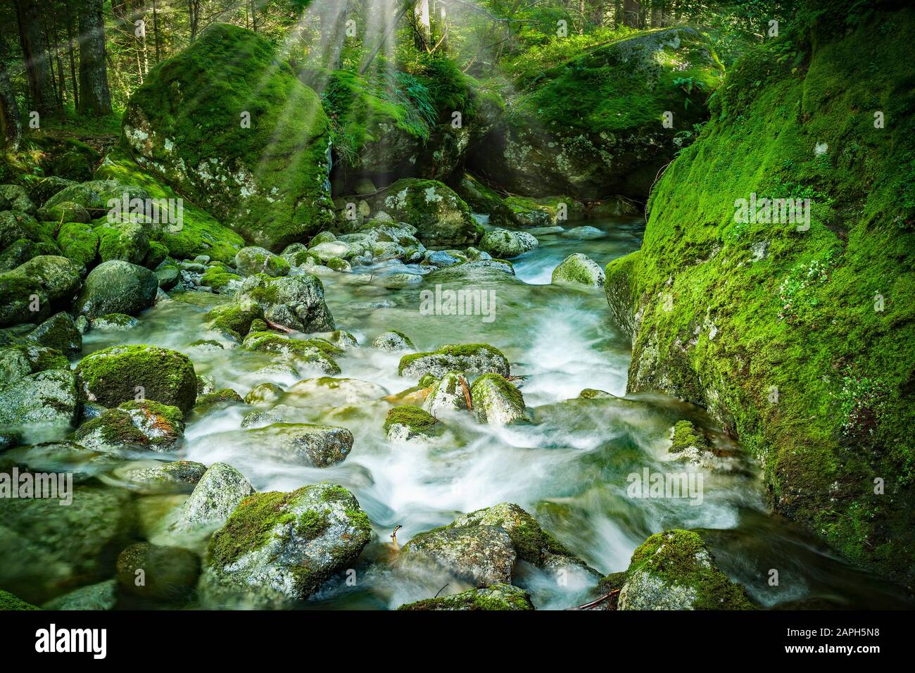 Schnell im Wald - Details Stockfoto