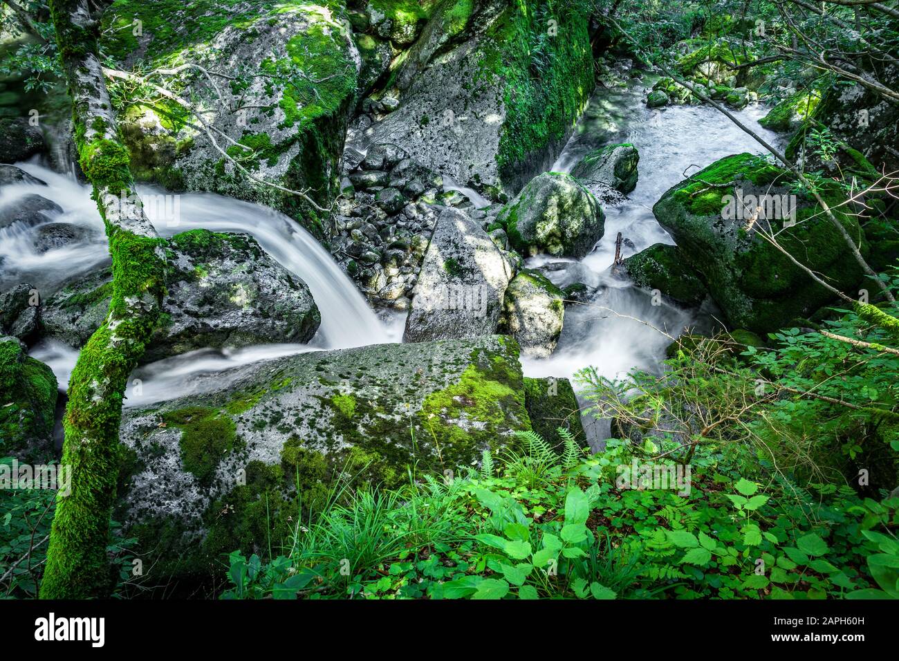 Schnell im Wald - Details Stockfoto