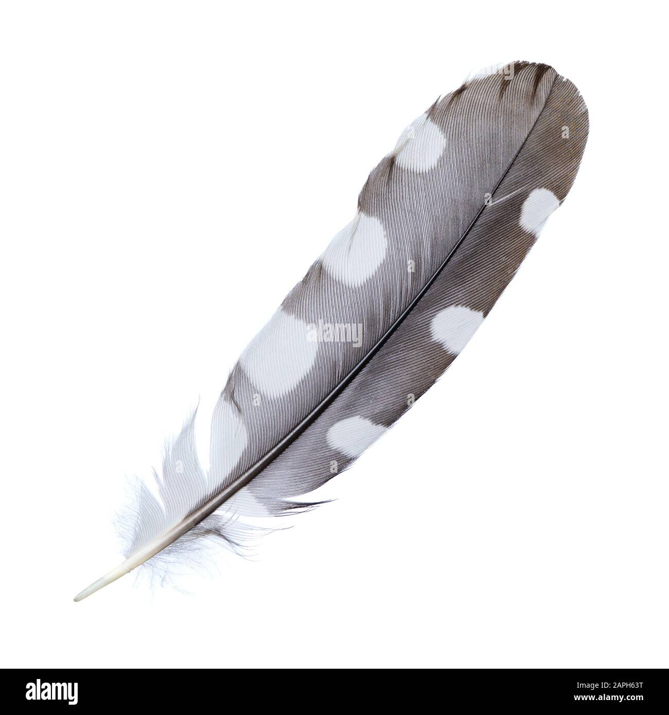 Vogelfeder isoliert auf weißem Hintergrund Stockfoto