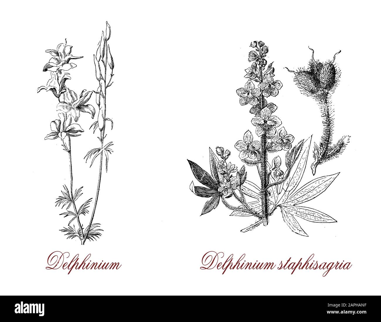 Delphinium staphisagria oder larkspur ist eine Delphiniumart, die Blumen sind mauvblau, die Pflanze hochgiftig, sie werden als Emetikum und Vermifuge verwendet Stockfoto