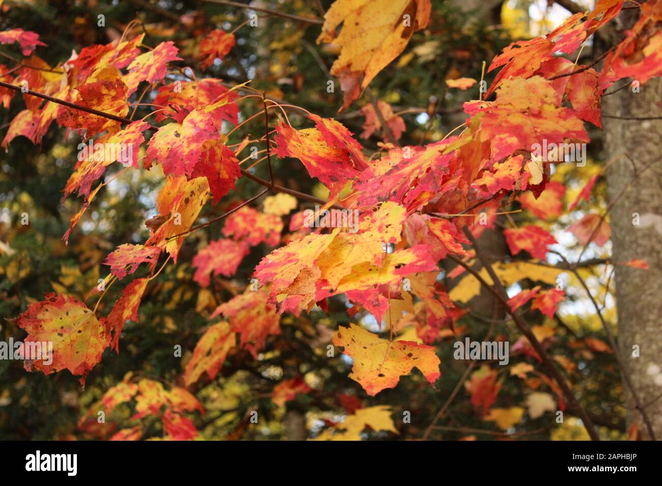 Herbst Stockfoto