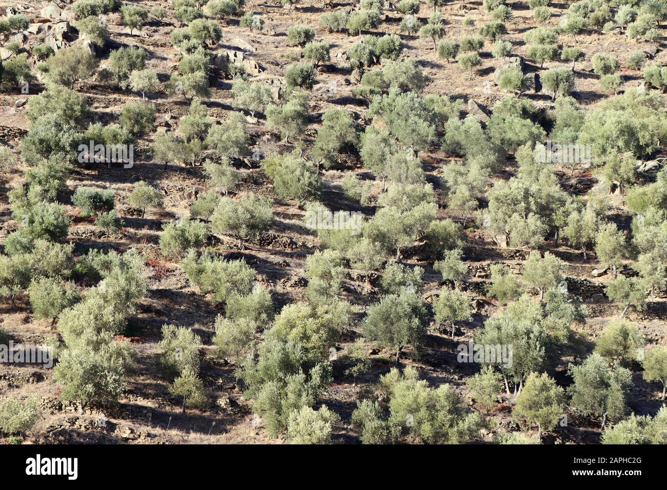 Großer Olivenhain an einem Hang in der Nähe von Porto in Portugal Stockfoto