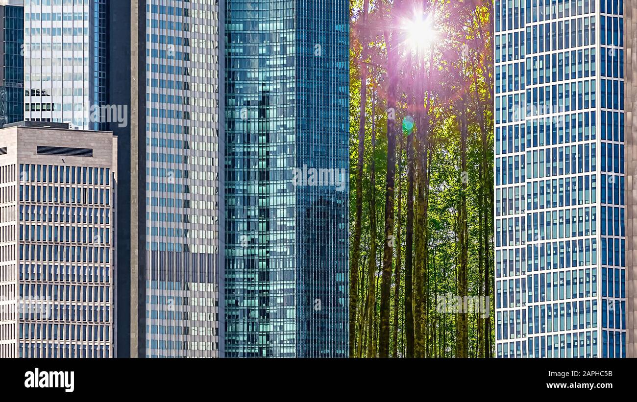 Bäume in der Mitte einer Stadt zwischen Wolkenkratzern Stockfoto