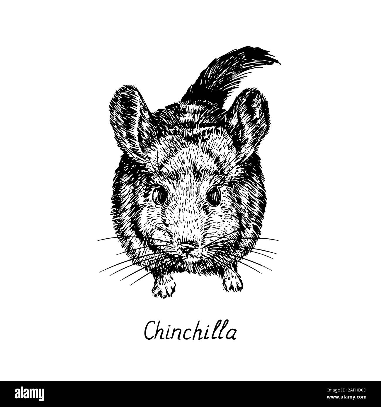 Chinchilla, Draufsicht, handgezeichneter Tiefdruckstil, Skizzendarstellung, Element für Design Stockfoto