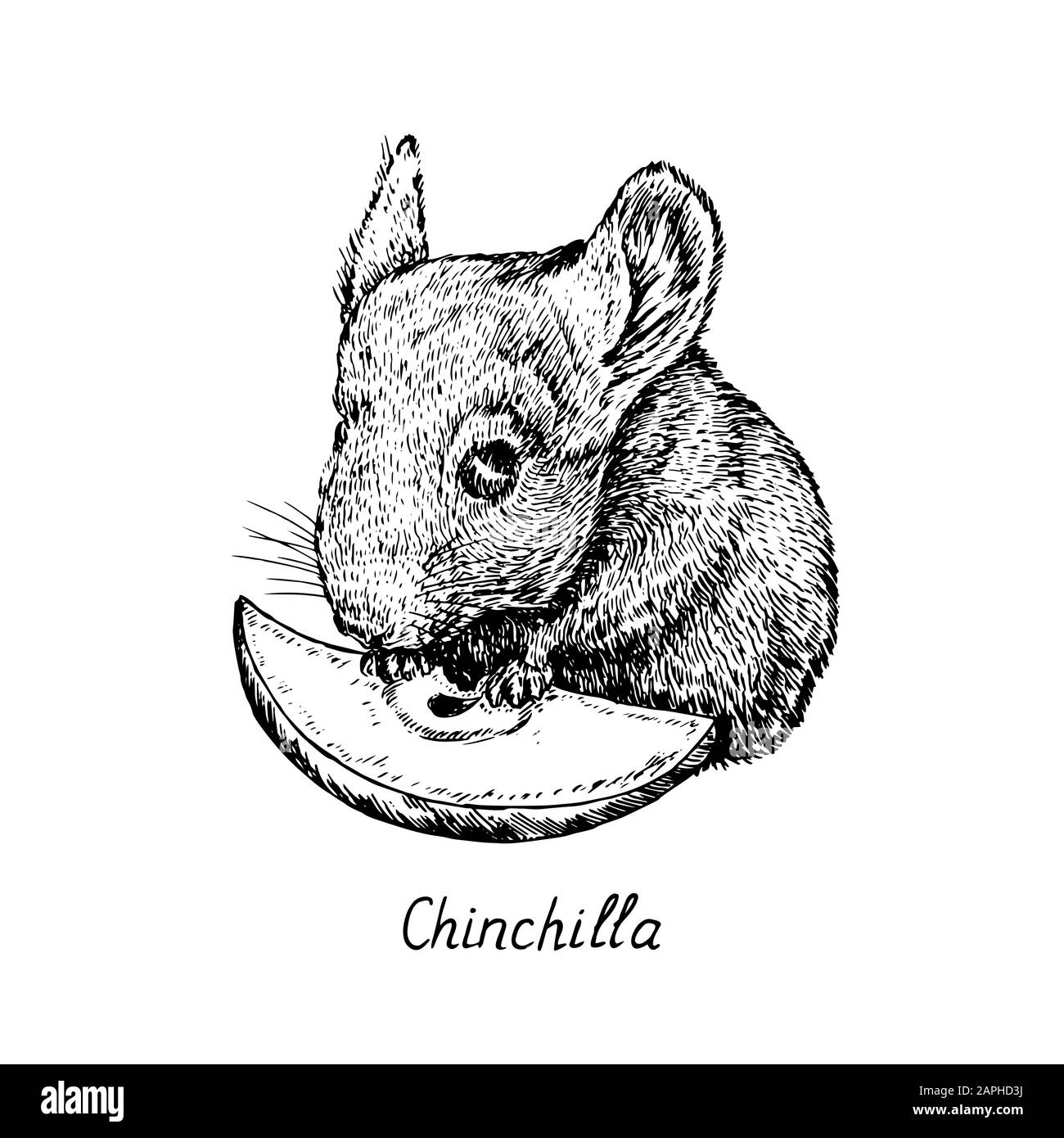 Chinchilla hält apfelscheibe, handgezeichnete Tiefdruckform, Skizzenabbildung, Element für Design Stockfoto