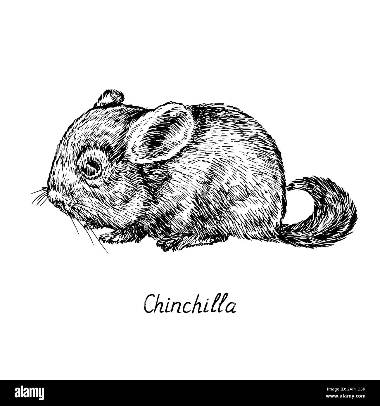 Chinchilla, Seitenansicht, handgezeichneter Tiefdruckstil, Skizzendarstellung, Element für Design Stockfoto