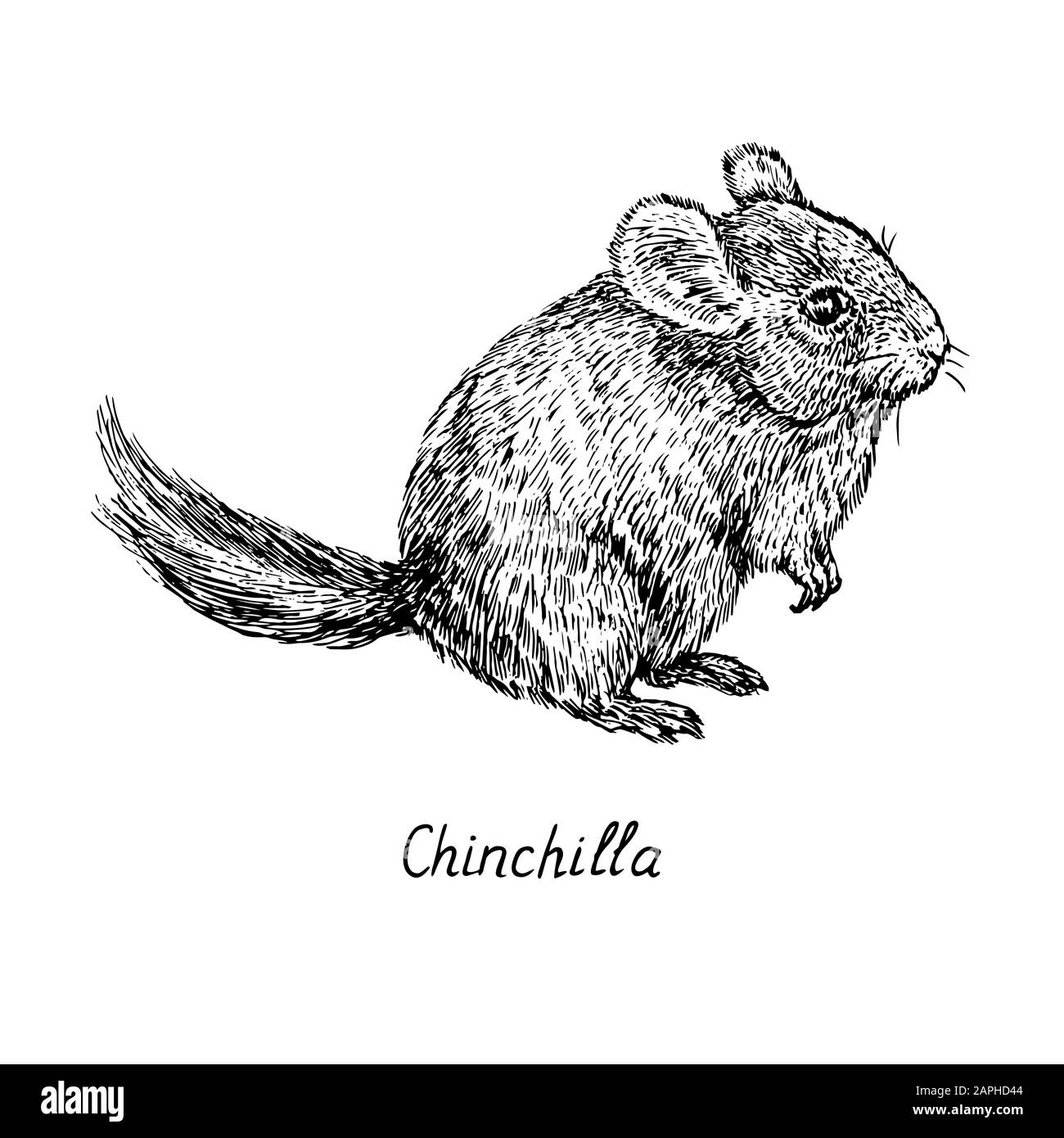 Chinchilla Standansicht, handgezeichneter Tiefdruckstil, Skizzendarstellung, Element für Design Stockfoto