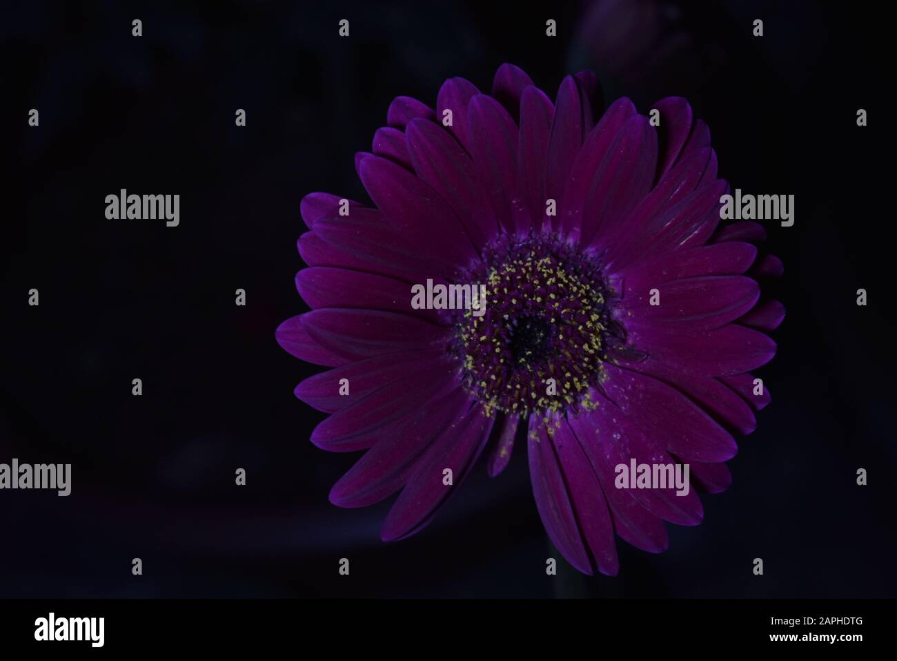 Blühende violette Gerbera in der Nacht Stockfoto