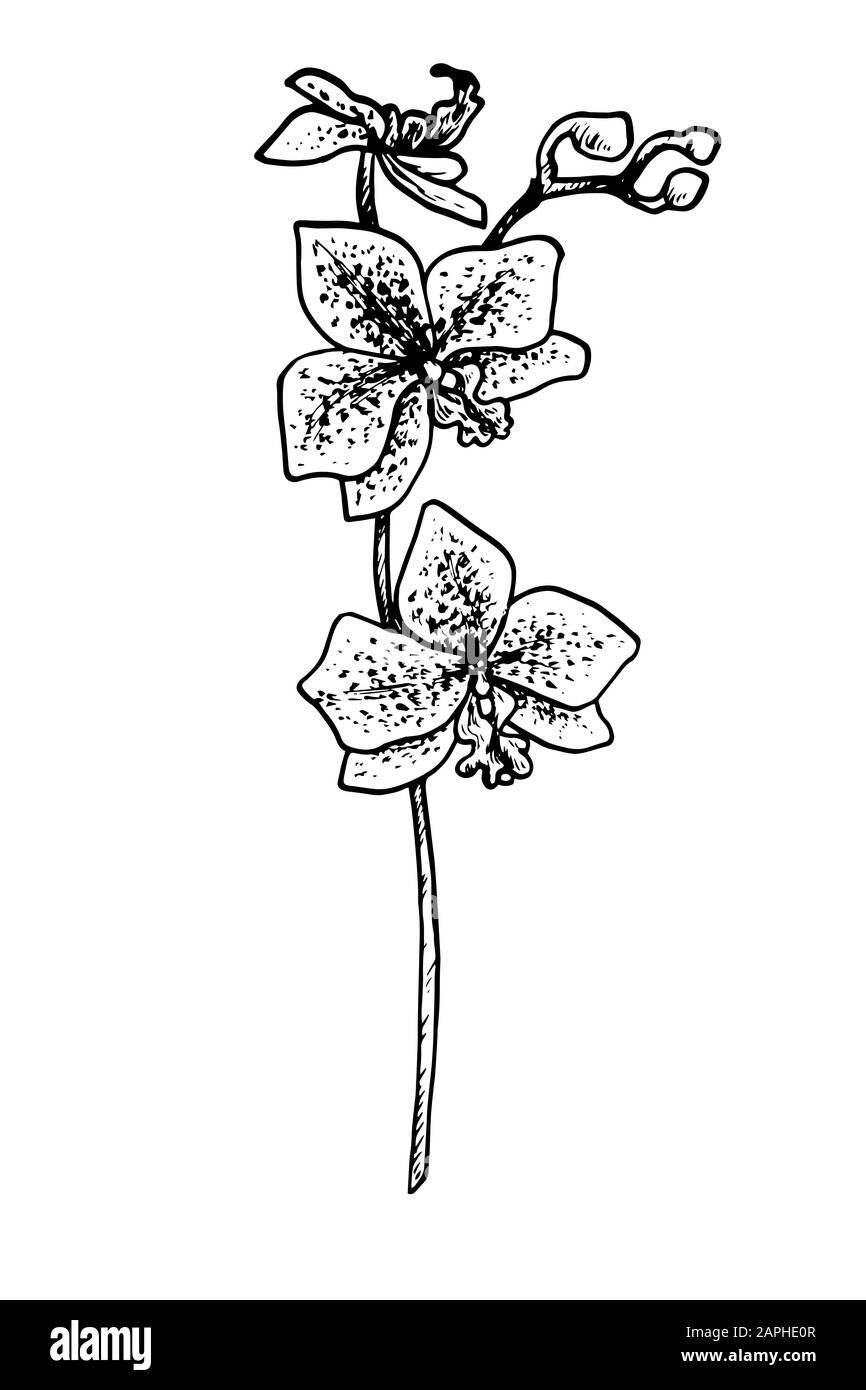 Gesprenkelter Phalaenopsis Orchideenblütenstamm, handgezeichnete Doodle Tiefdruck Vintage-Stil, Skizze, Illustration Stockfoto