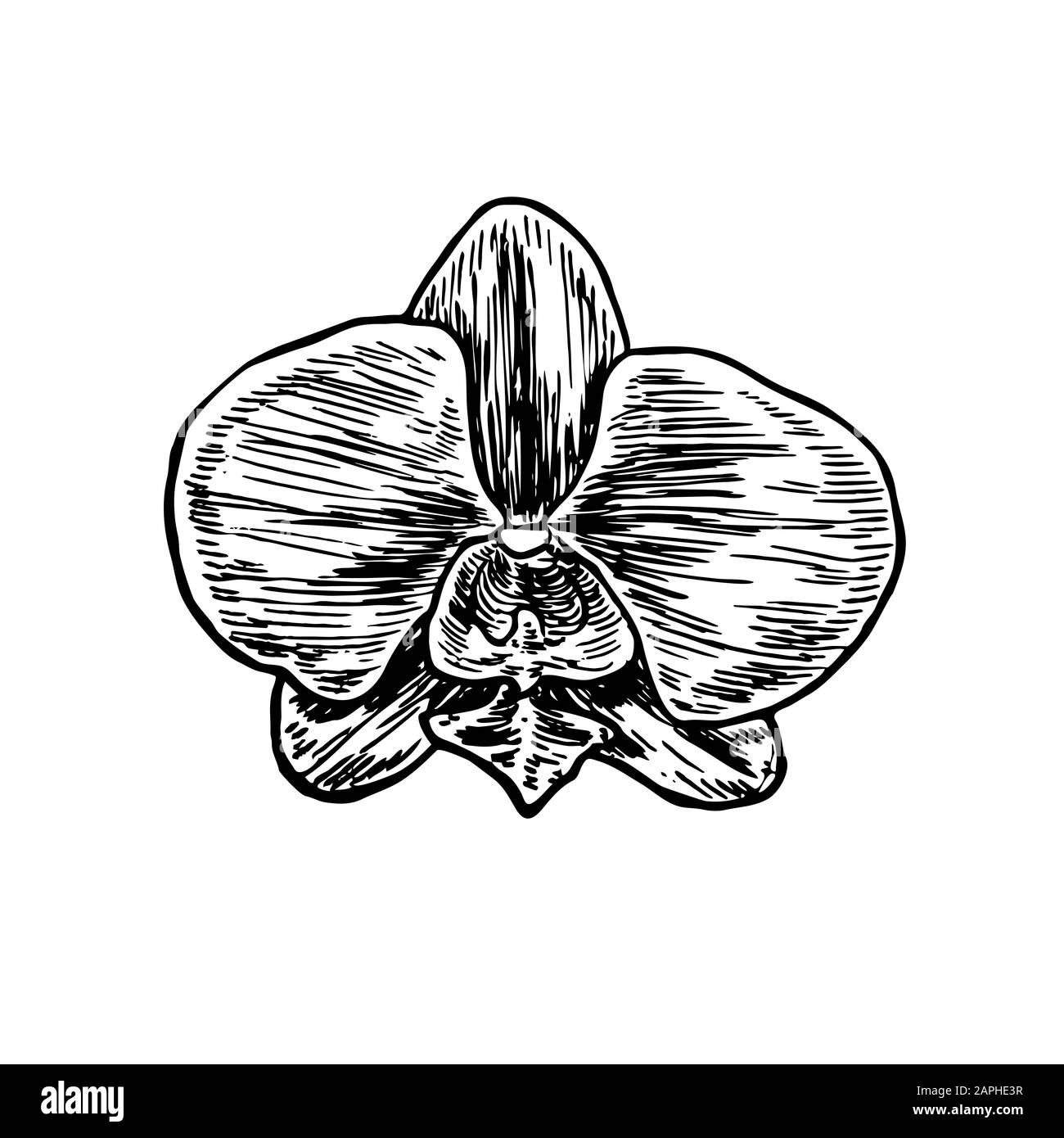 Phalaenopsis Orchideenblume, handgezeichnete Doodle-Gravur Vintage-Stil, Skizze, Illustration Stockfoto