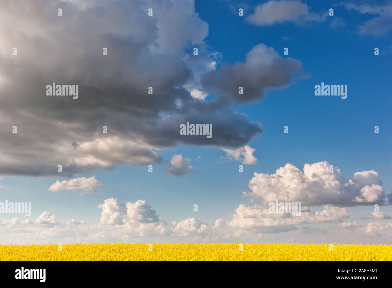 Gelbe Vergewaltigungen Blumen und blauer Himmel mit weißen flauschigen Wolken. Ukraine, Europa. Beauty Welt. Stockfoto