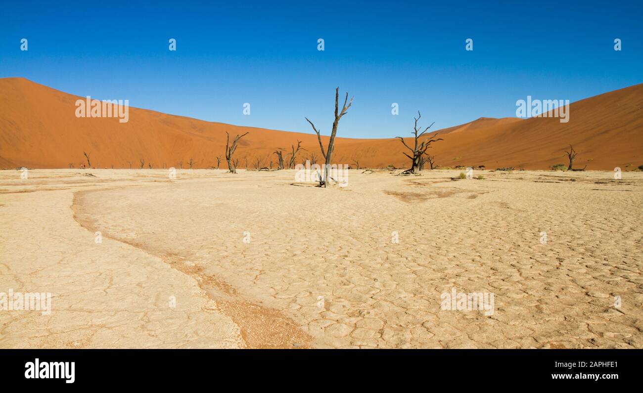 Getrocknete, blättrige Bäume mit schwarzer Rinde auf ausgetrockneten weißen Sandgrund vor einer orangefarbenen Sanddüne bei Deadvlei, Sossusvlei, Namibia Stockfoto