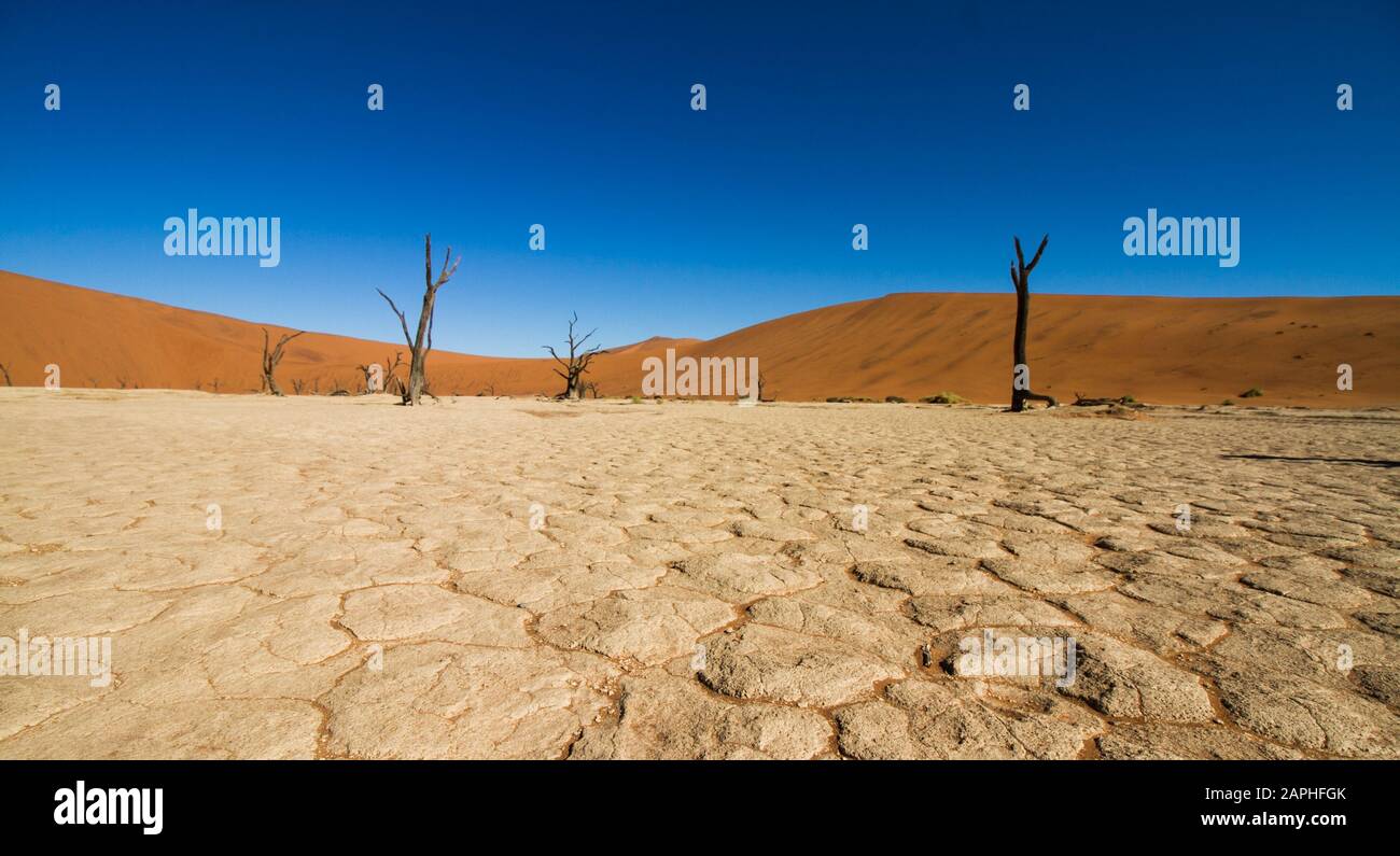 Versteinerte Bäume mit schwarzer Rinde auf ausgetrockneten weißen Sandgrund vor einer orangefarbenen Sanddüne an der Salzpfanne von Deadvlei, Sossusvlei, Namibia Stockfoto
