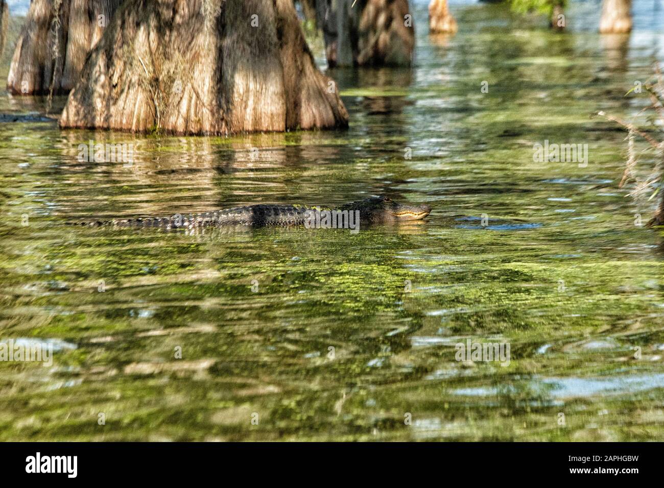 Ein Krokodil in See Martin, Breaux Bridge, Louisiana, USA Stockfoto