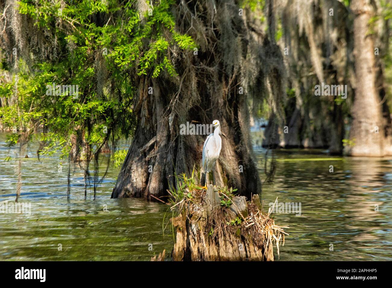 Verschneiten Egret im Atchafalaya-Becken, Breaux Bridge, Louisiana Stockfoto