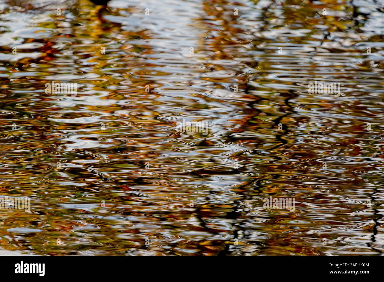 Herbstlaub im Wasser Stockfoto