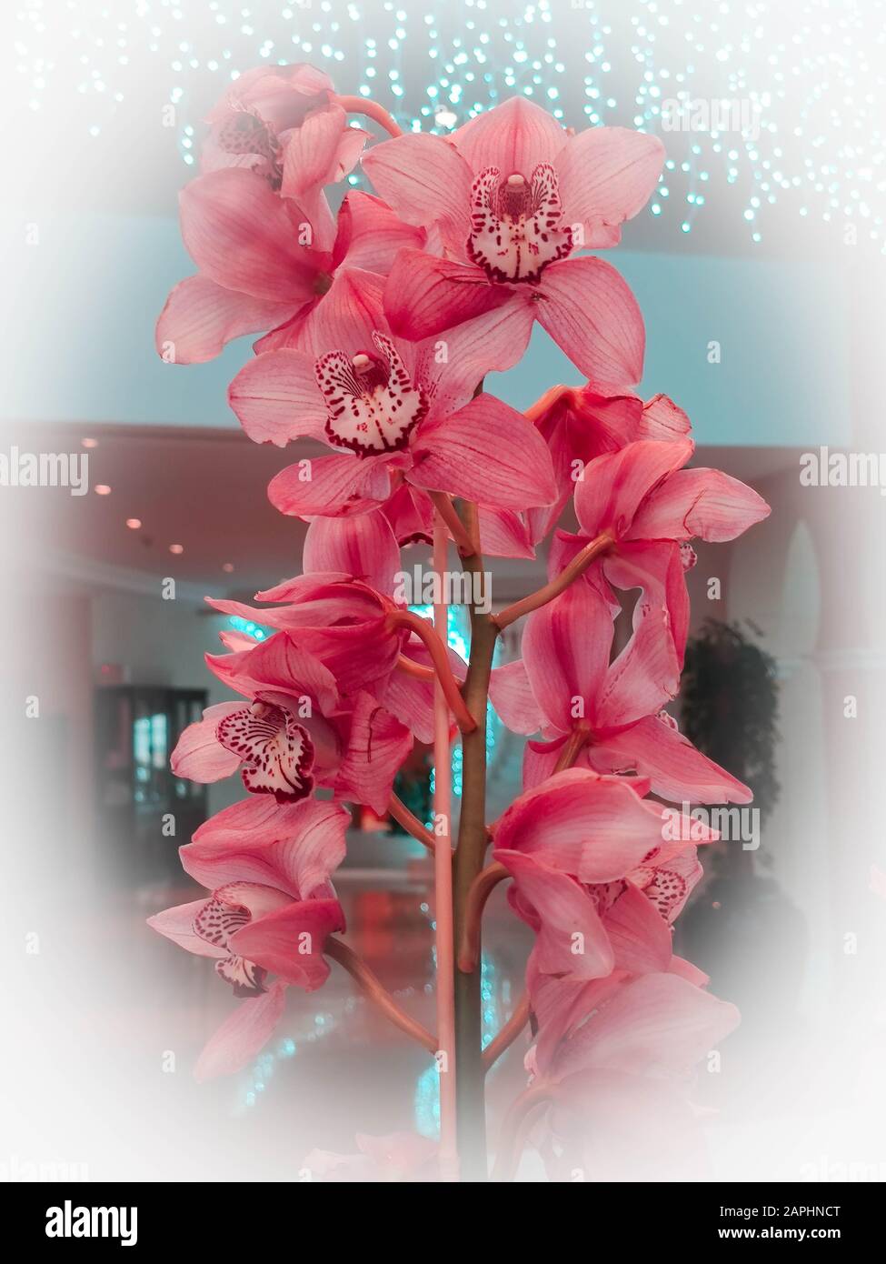Pink Orchids Cymbidium mit Girlandleuchten auf dem Hintergrund für Valentinstag oder Muttertag oder Frauentag Postkarte oder Hochzeitseinladung Stockfoto
