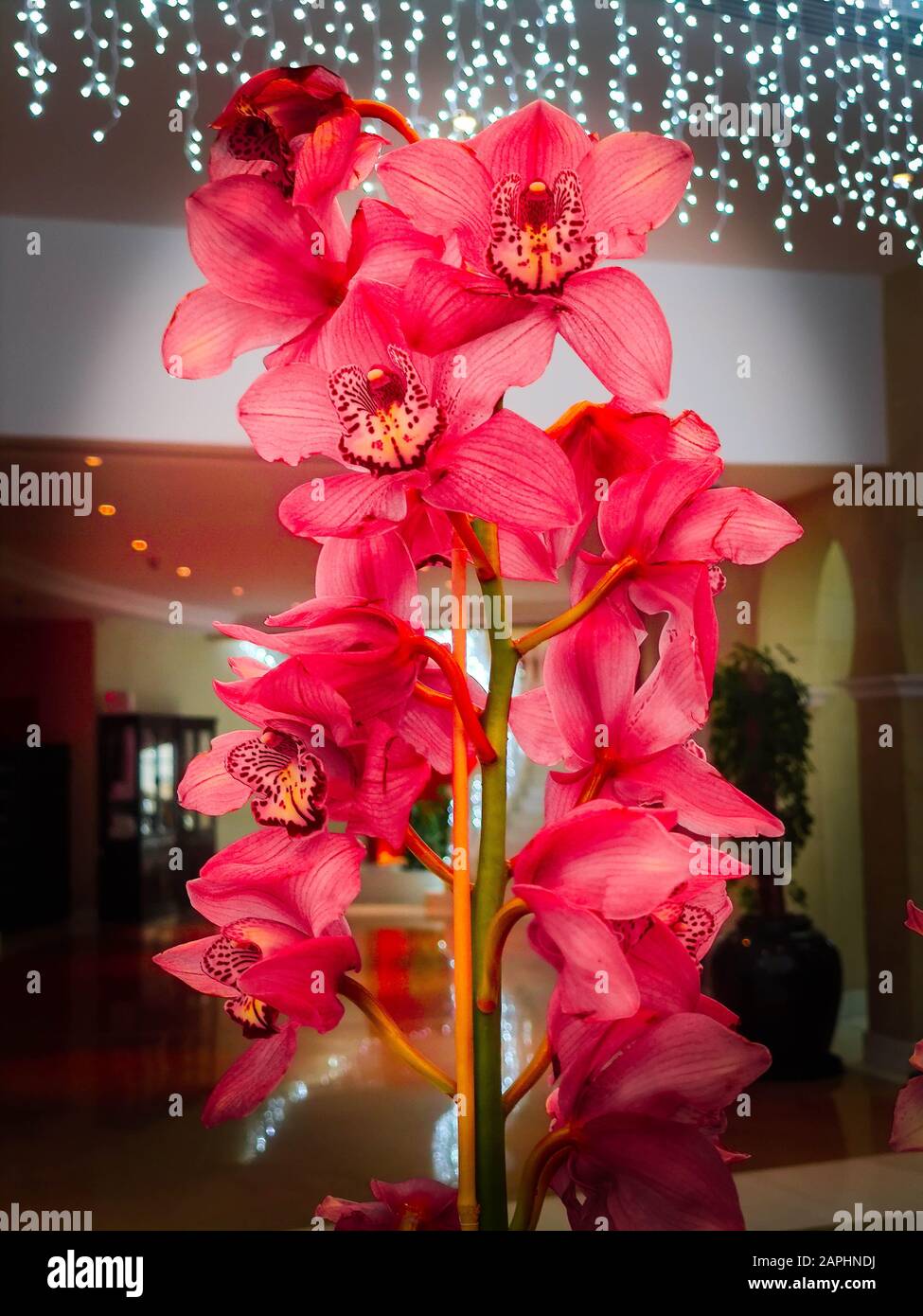 Pink Orchids Cymbidium mit Girlandleuchten auf dem Hintergrund für Valentinstag oder Muttertag oder Frauentag Postkarte oder Hochzeitseinladung Stockfoto