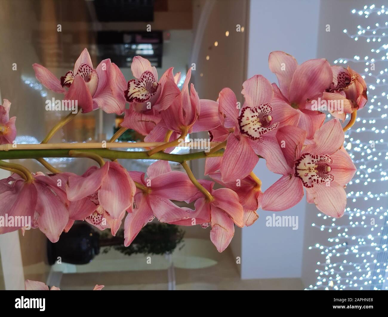 Pink Orchids Cymbidium mit Girlandleuchten auf dem Hintergrund für Valentinstag oder Muttertag oder Frauentag Postkarte oder Hochzeitseinladung Stockfoto