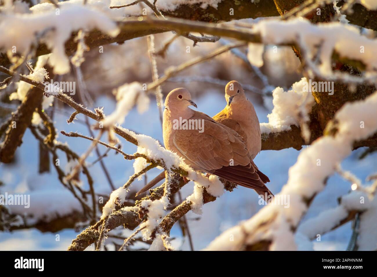 Ein Paar Kollenbuchten auf dem Zweig des verschneiten Baumes im Winter Stockfoto Ein Paar Kollenbuchten auf dem Zweig des verschneiten Baumes im Winter Stockfoto