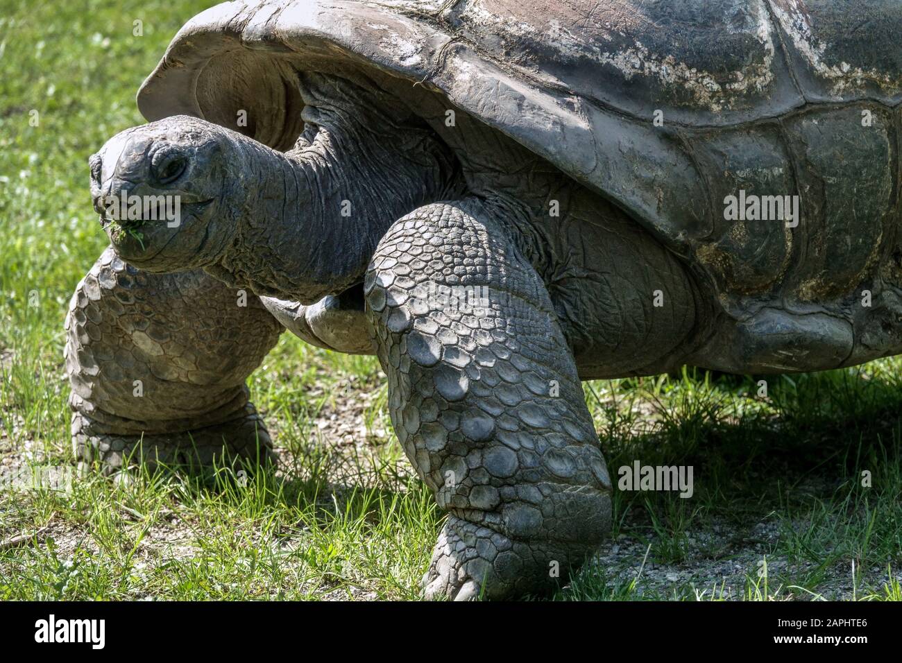 Aldabra-Riesenschildkröte Aldabrachelys gigantea Prager Zoo Stockfoto