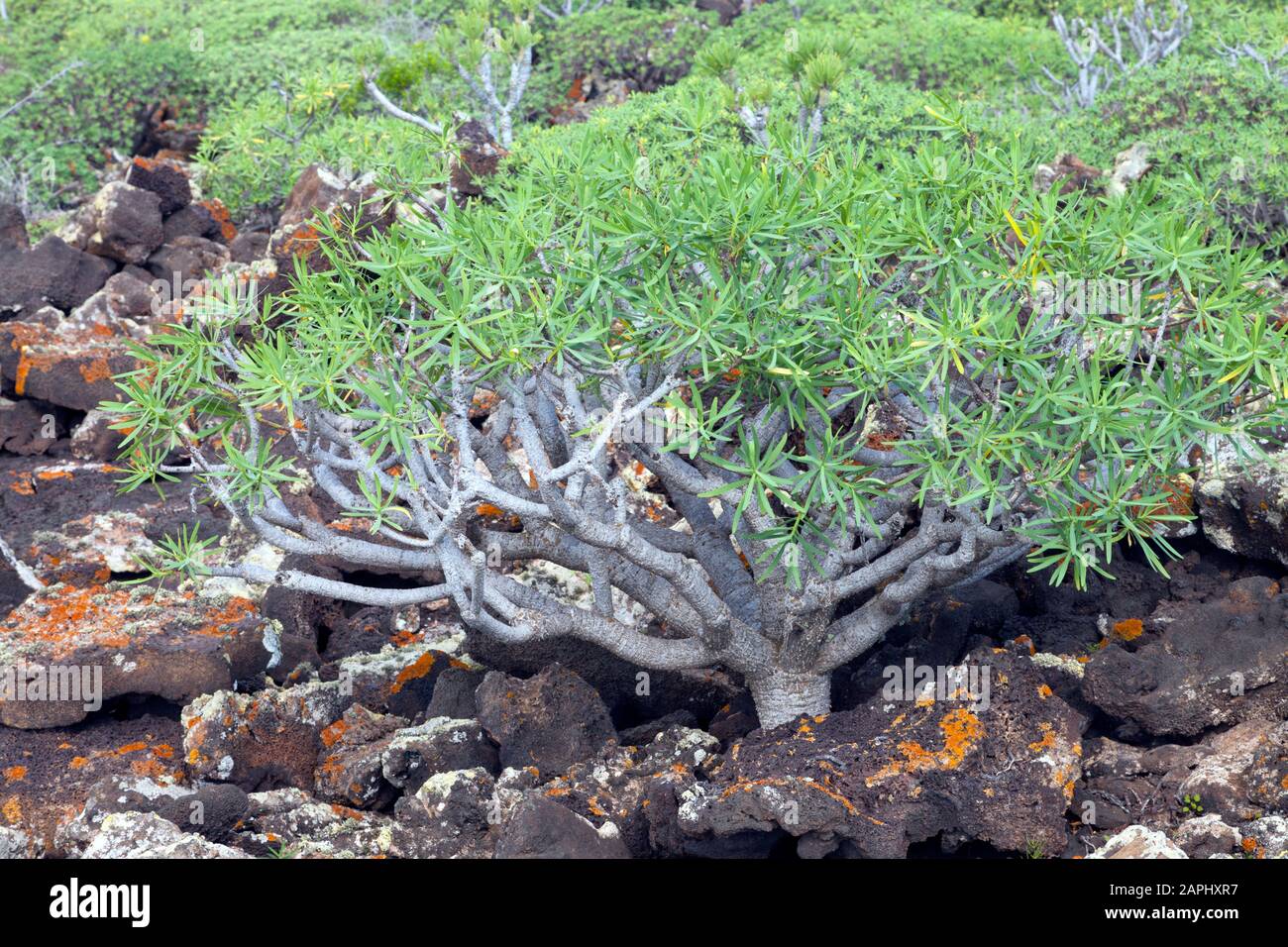 Euphorbia balsamifera, halb saftige Pflanze, die von der Basis abzweigte und zwischen vulkanischen Felsen auf Lanzarote, Kanareninsel, Spanien wächst. Stockfoto