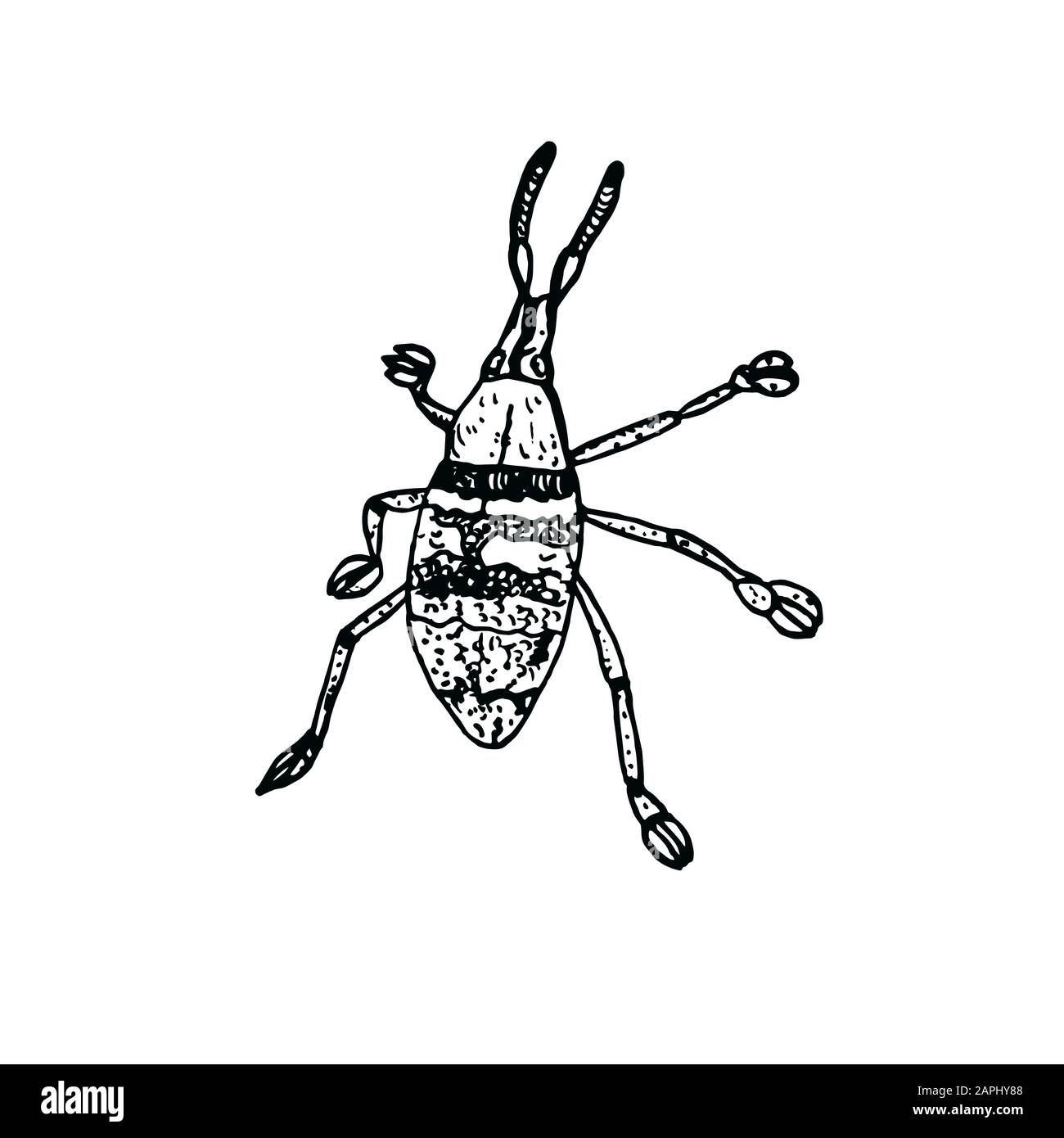 Eupholus magnificus Käfer, Draufsicht, handgezeichneter Tiefdruckstil, Skizzenabbildung mit Beschriftung, Element für Design Stockfoto