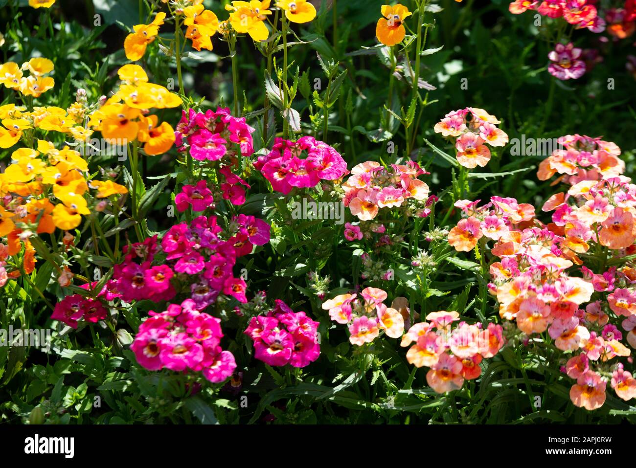 In vielen Farben blüht Nemesien, Sansatia. Diese Blume wurde nach Nemesis  benannt, der griechischen Vergeltungsgöttin Stockfotografie - Alamy